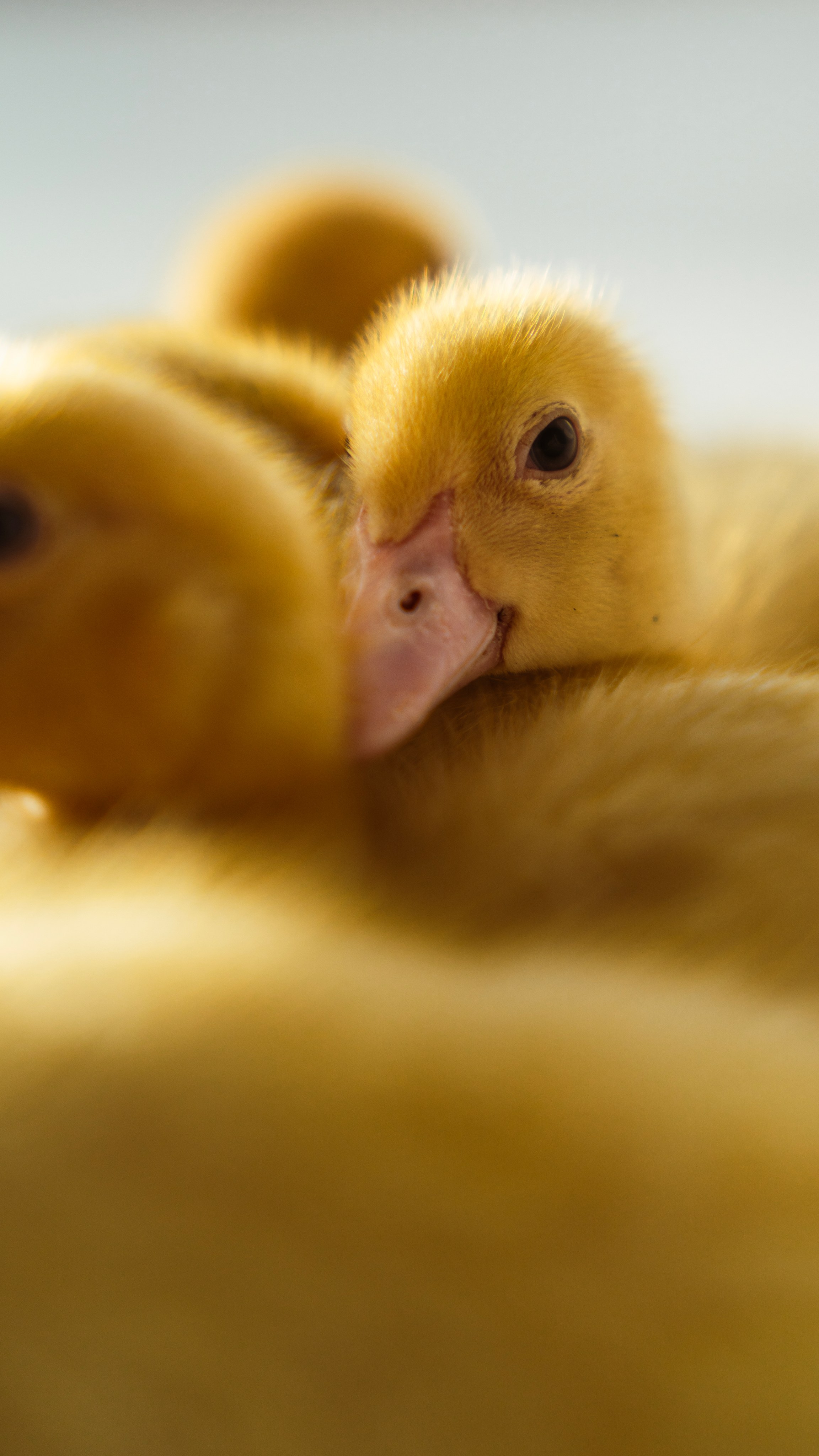 Немного Утят. Главная