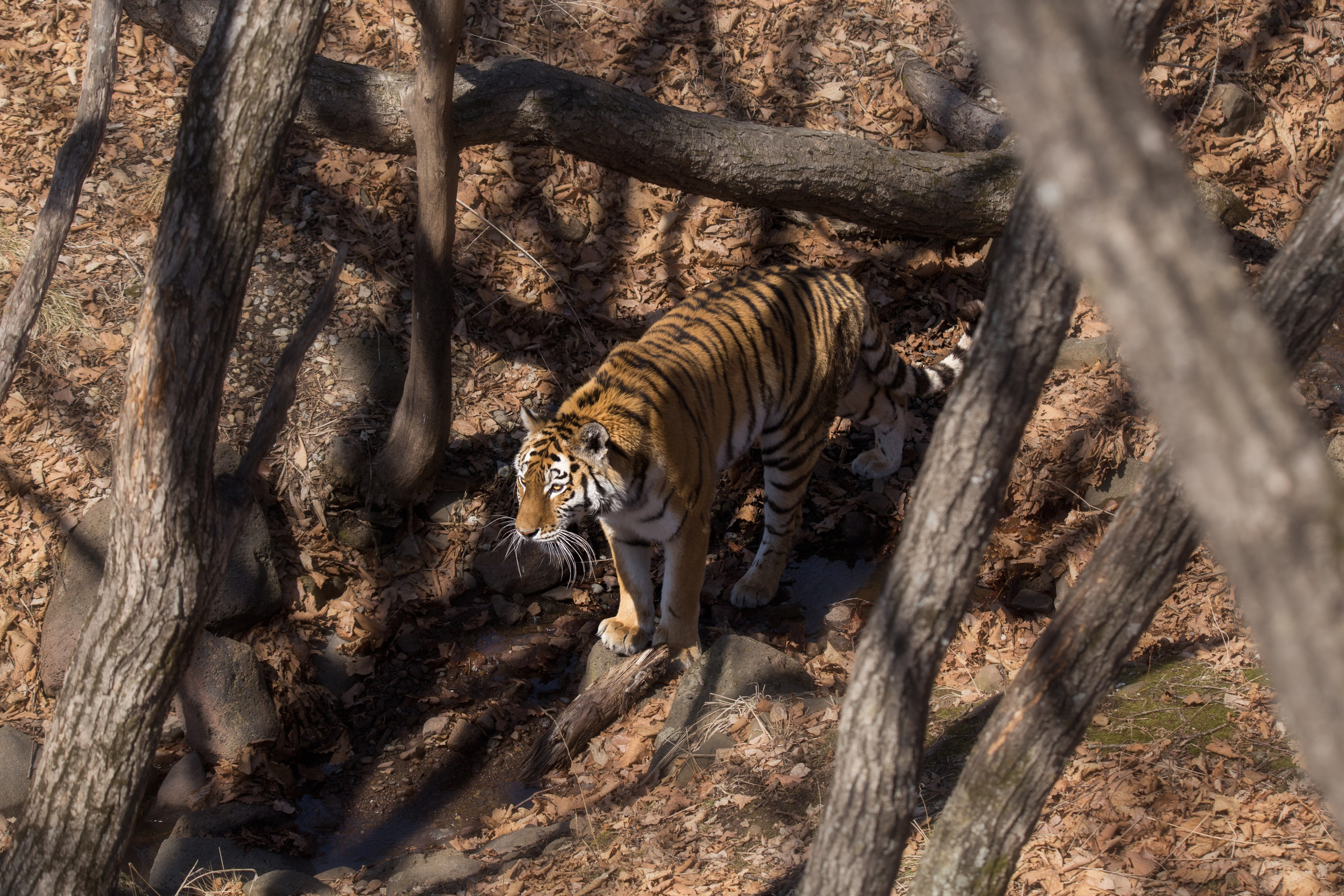 Анималистика. Фотограф Александр Чазов