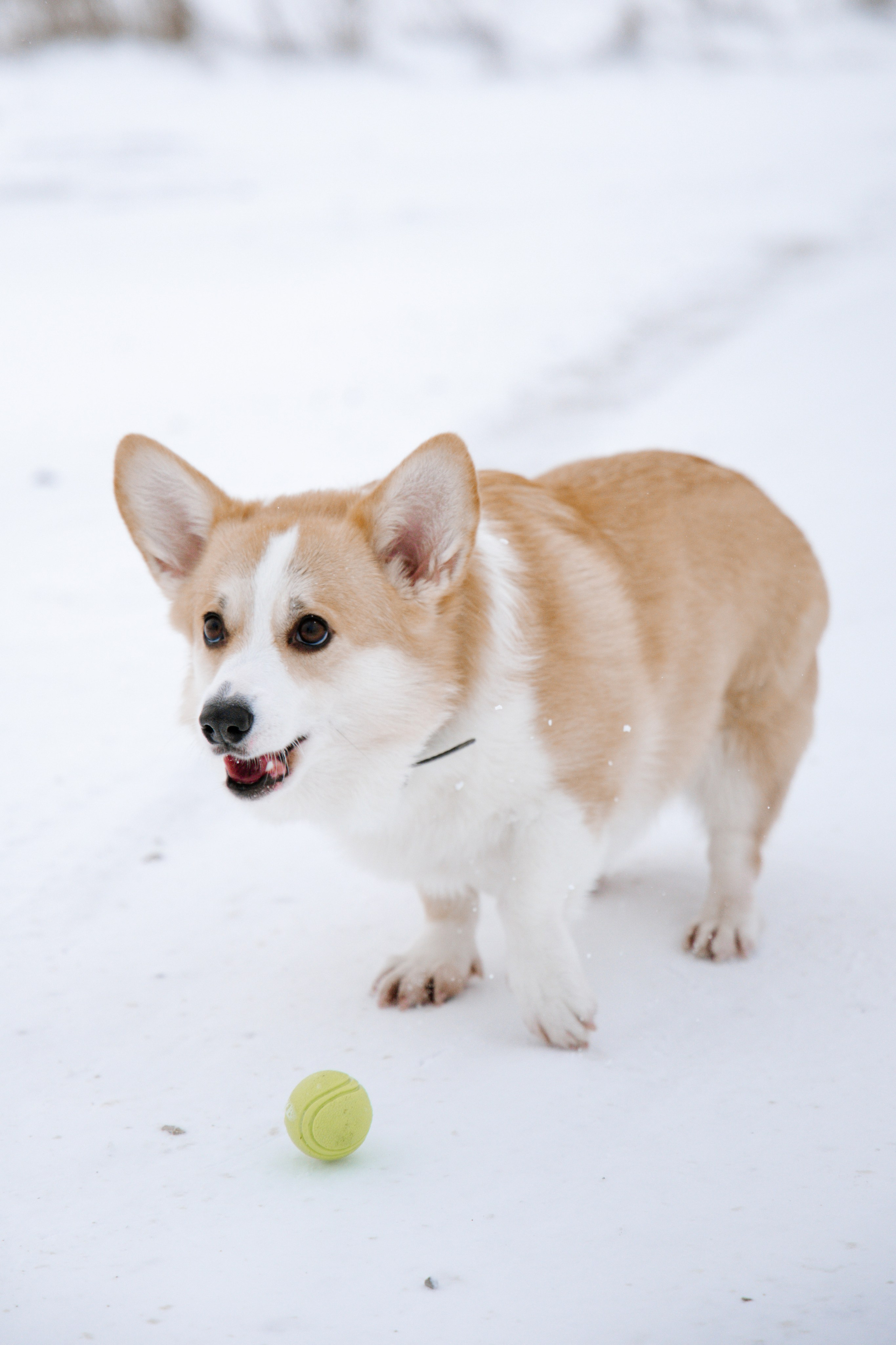 Питомцы. Семейный фотограф | Керчь | Ивановская Виктория