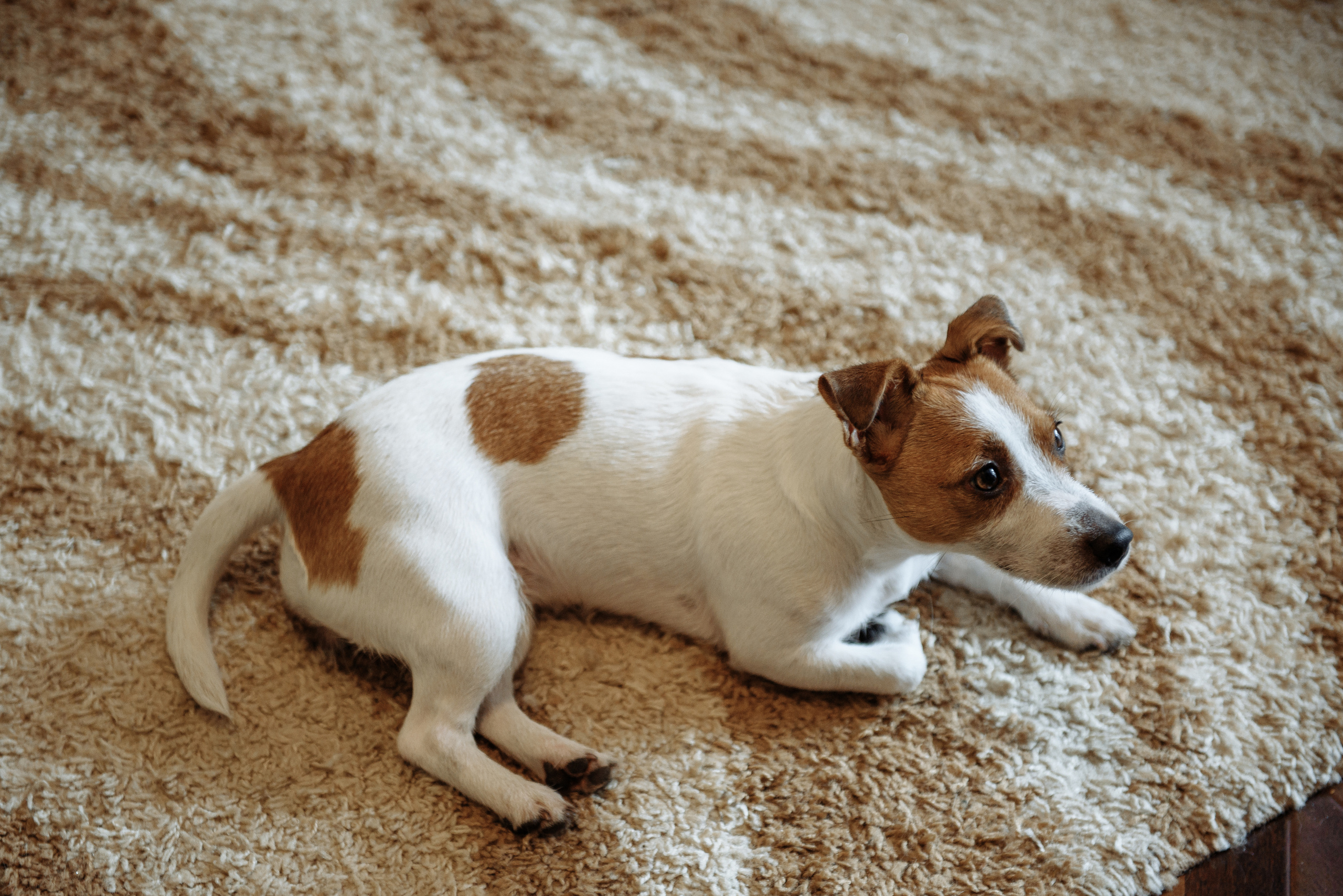 Иван + Александра. Свадебный и семейный фотограф в Сергиевом Посаде, Москве и Московской