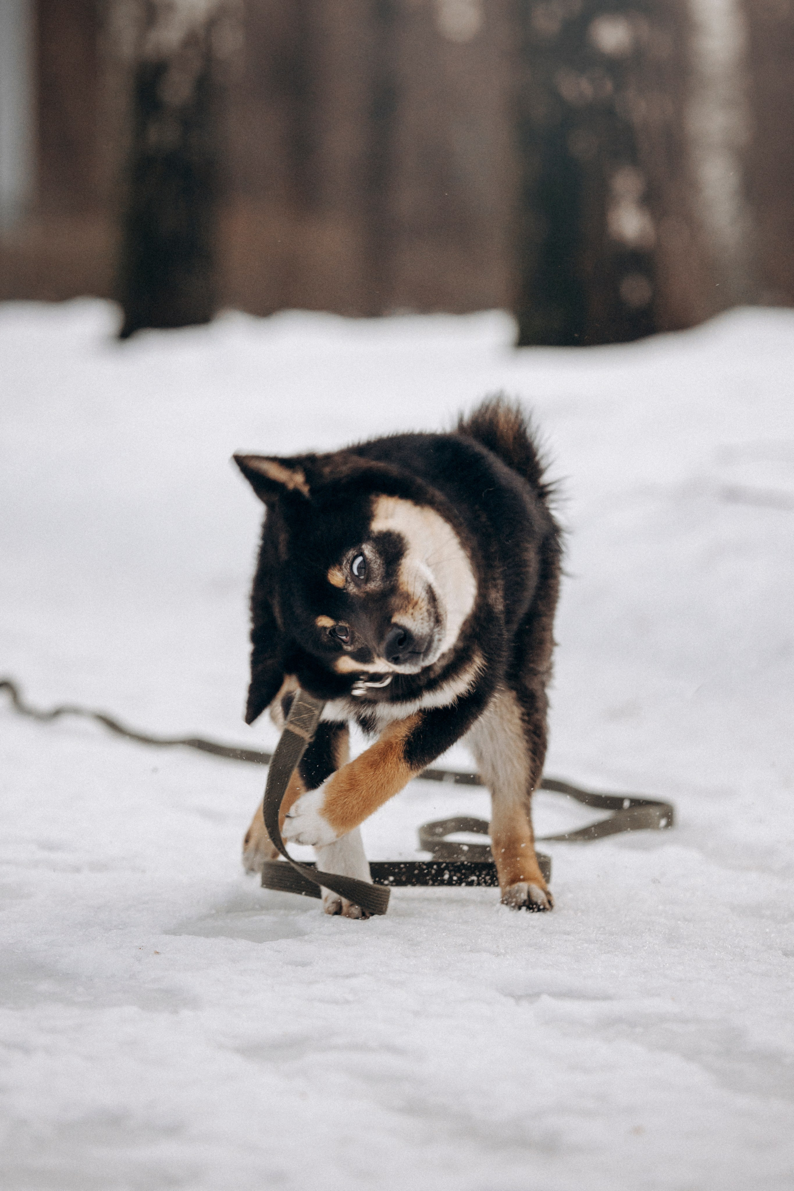 Дарья и Мики. Фотограф — Анималист | Санкт-Петербург