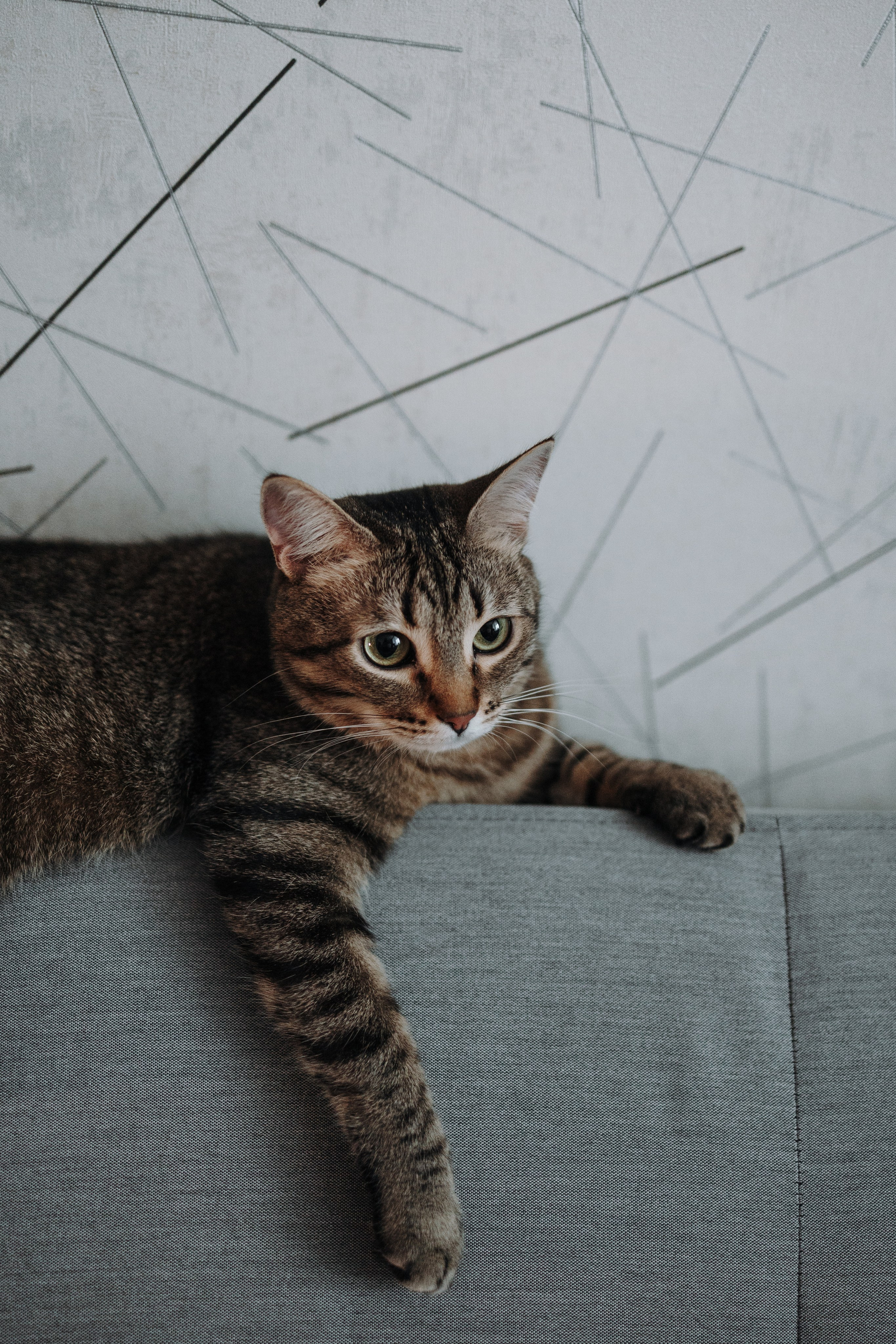 Мася и ее семья. Фотограф — Анималист | Санкт-Петербург