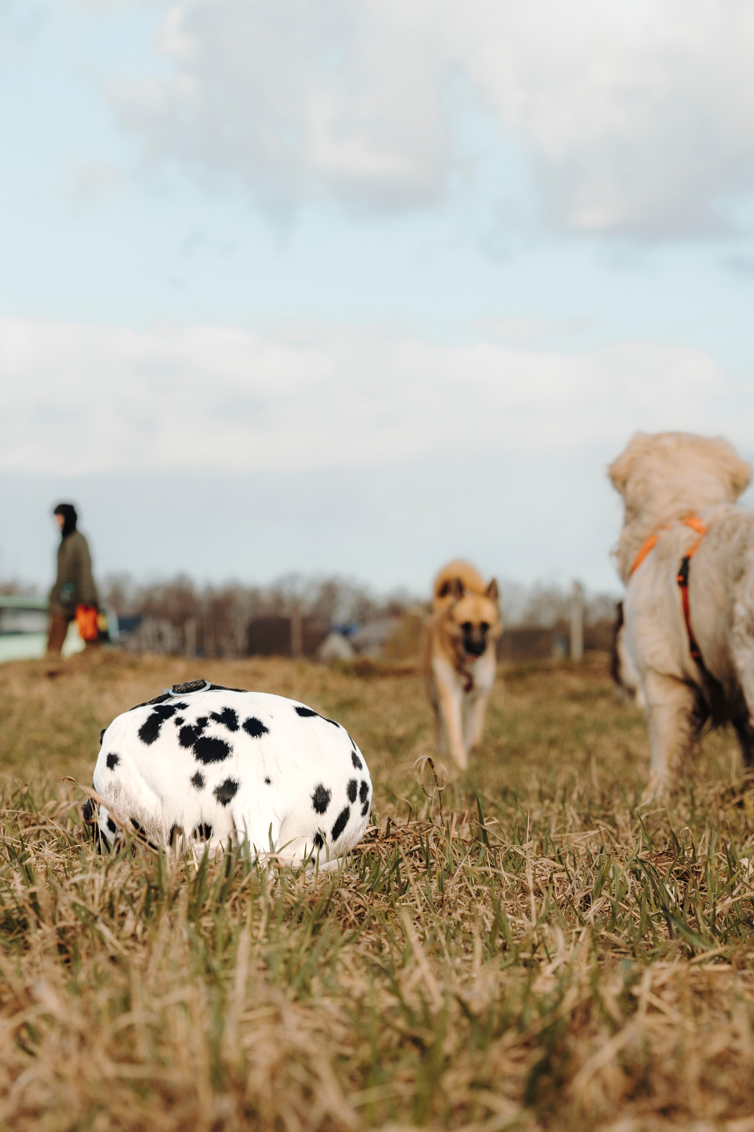 Смена в «DogCamp». Анастасия Белаш