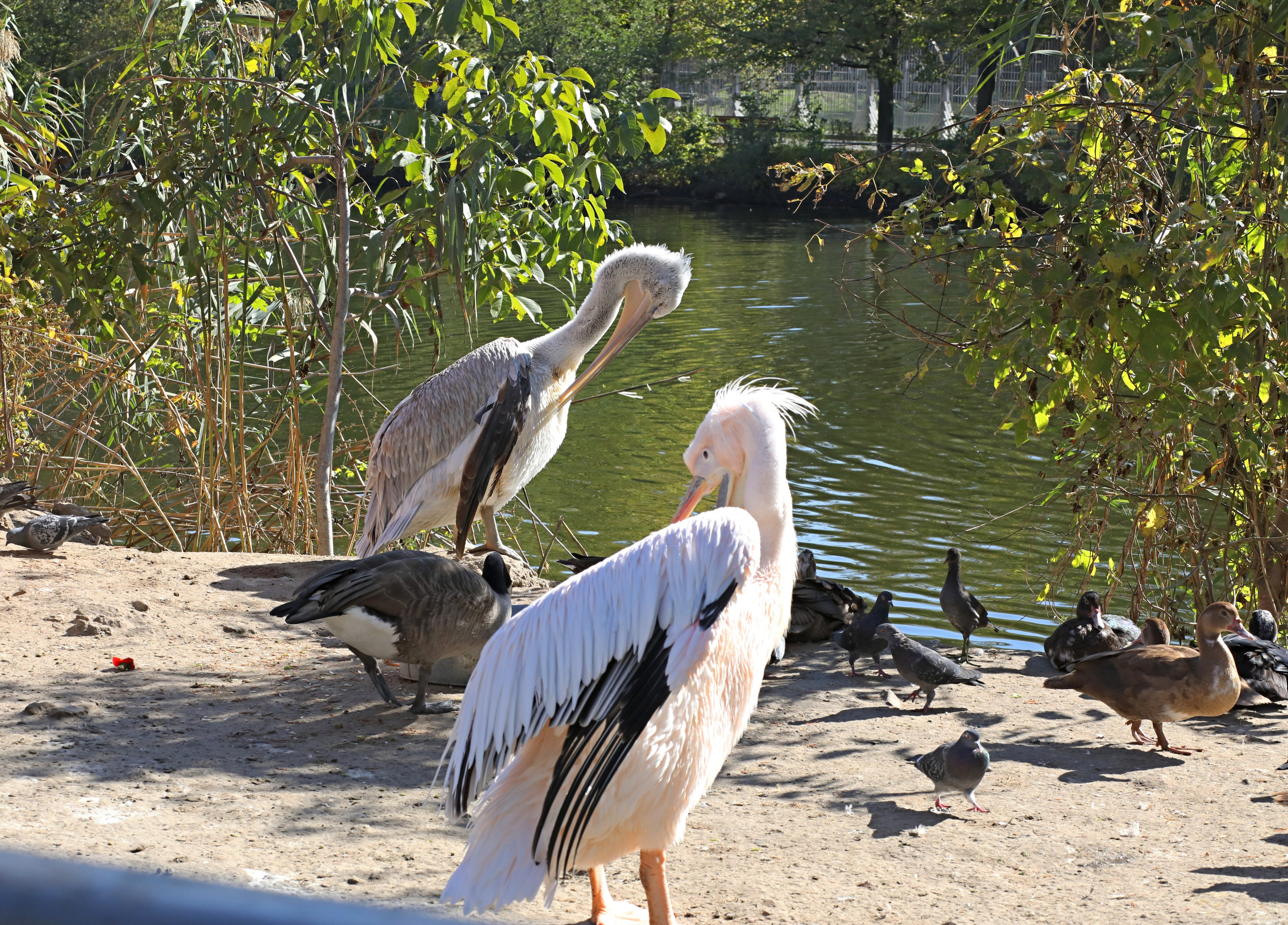 Ростовский зоопарк. Фото-художник и Репортажный фотограф Николаев Александр Алексеевич