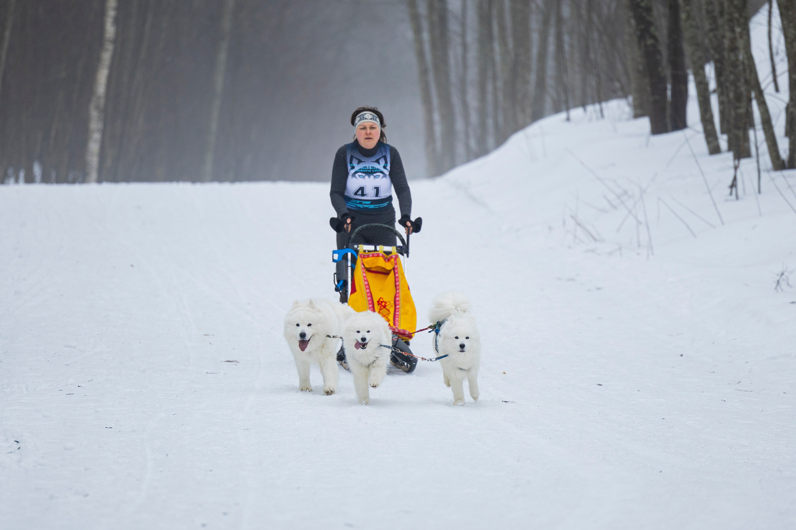 Зимний Чемпионат Санкт-Петербурга по ездовому спорту. Фотограф-анималист Анна Маринич