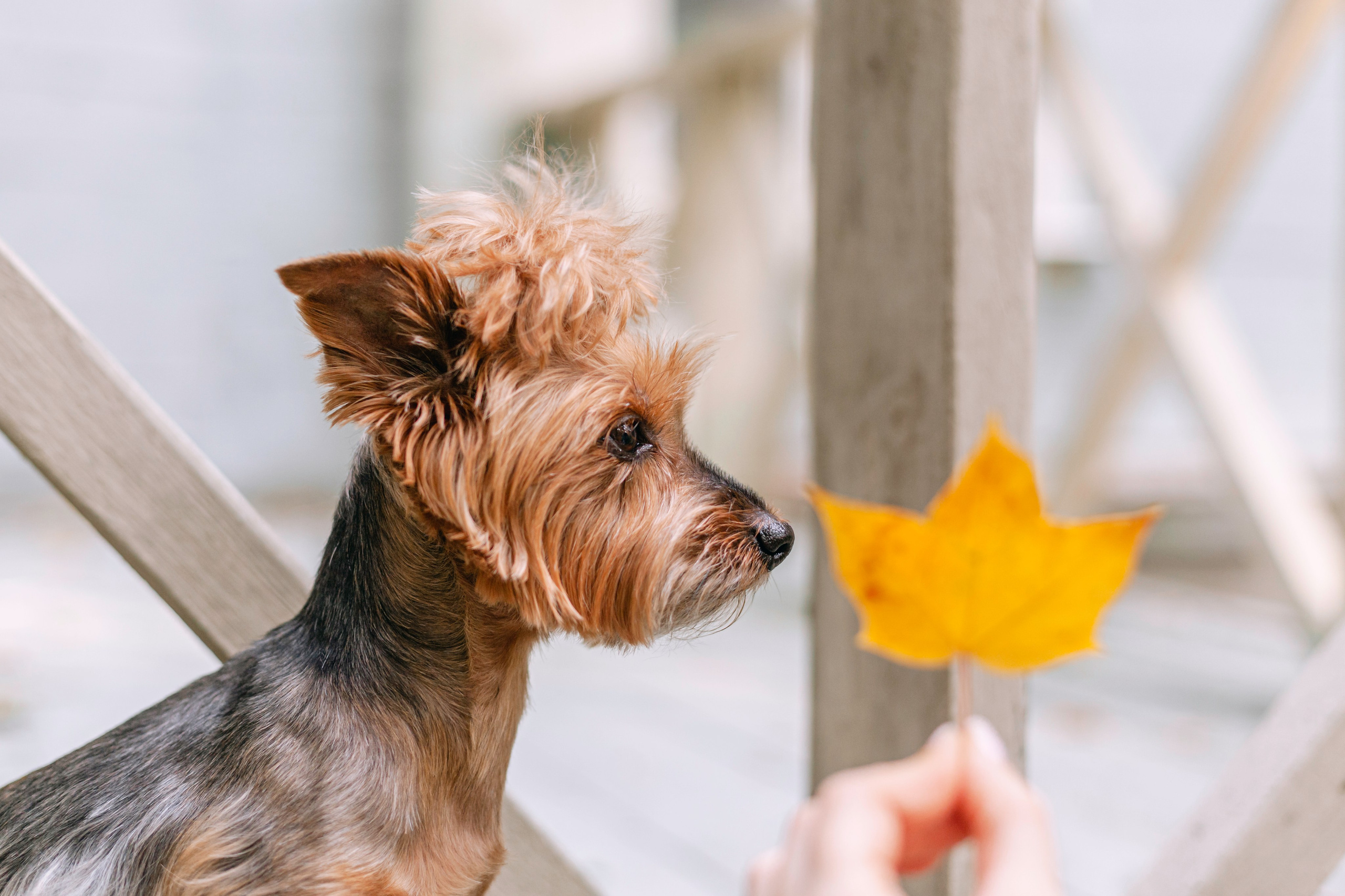 Катя и Моня. Фотограф-анималист Татьяна Степанова