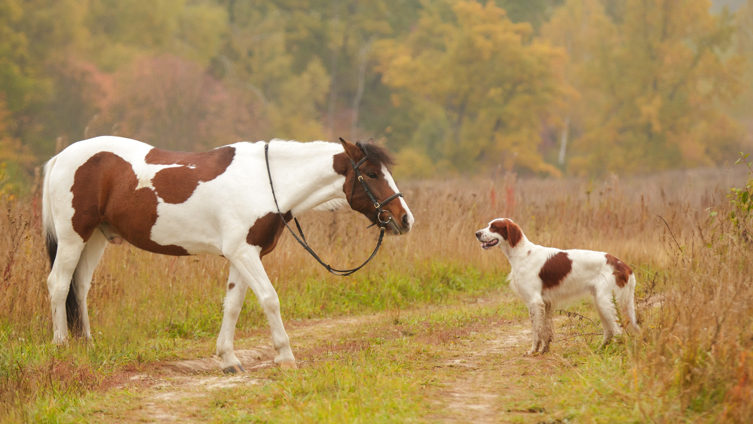 Ирландский красно-белый сеттер Шамрог. Фотограф-анималист Natalia Deingel | Фотосъемка собак в Москве