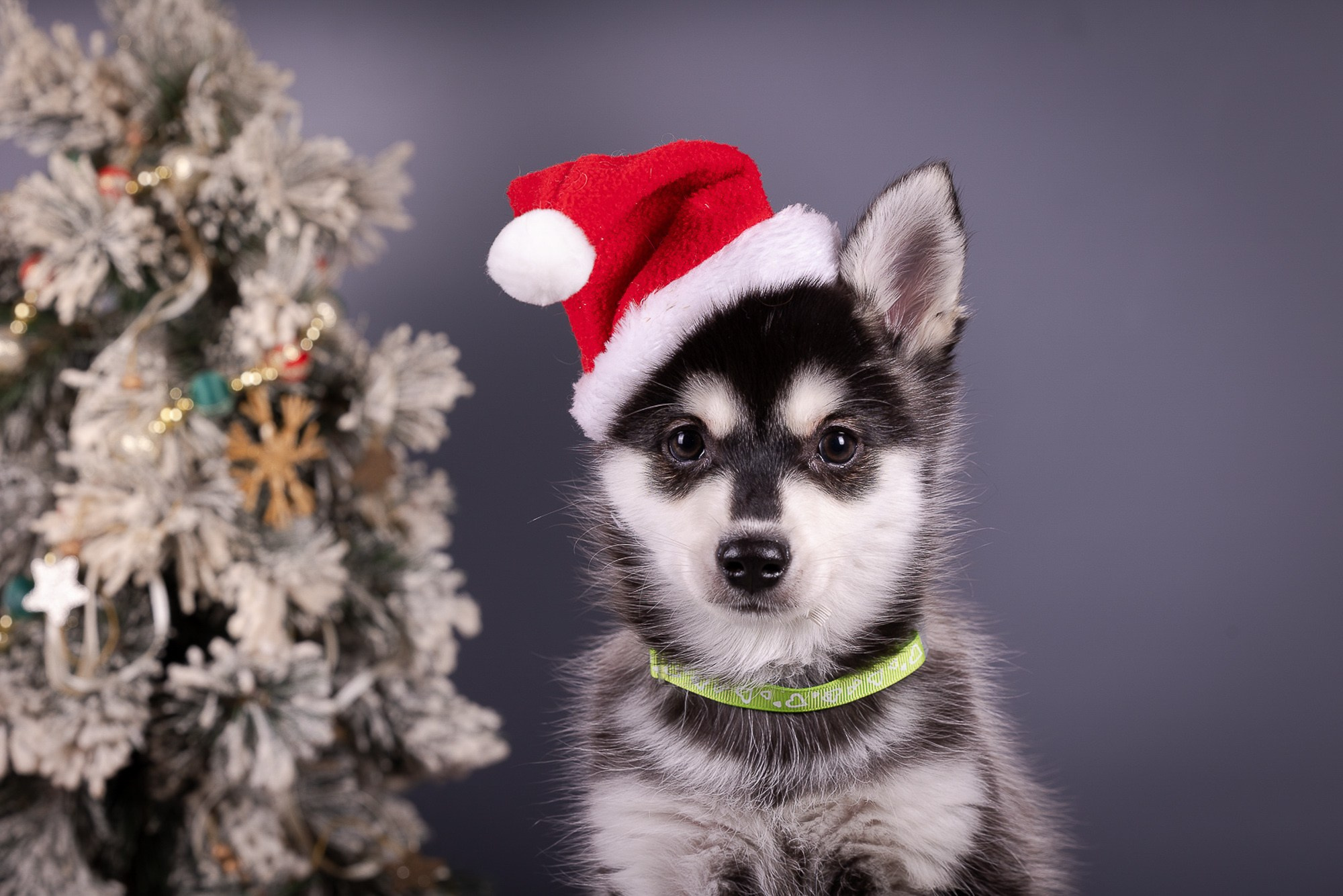 Фотосъёмки щенков. Фотограф-анималист Natalia Deingel | Фотосъемка собак в Москве