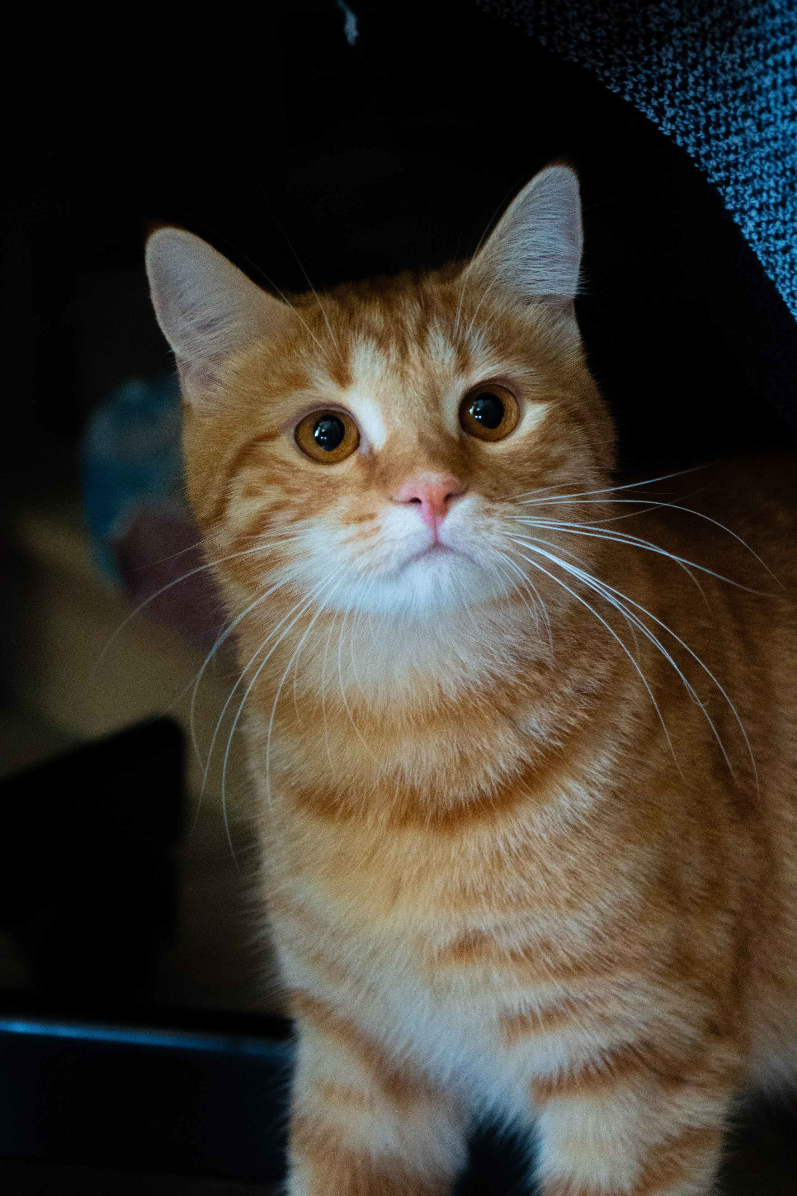 Приют для животных «Пушистые друзья». Видеограф, фотограф в Санкт-Петербурге Элеонора Петрова