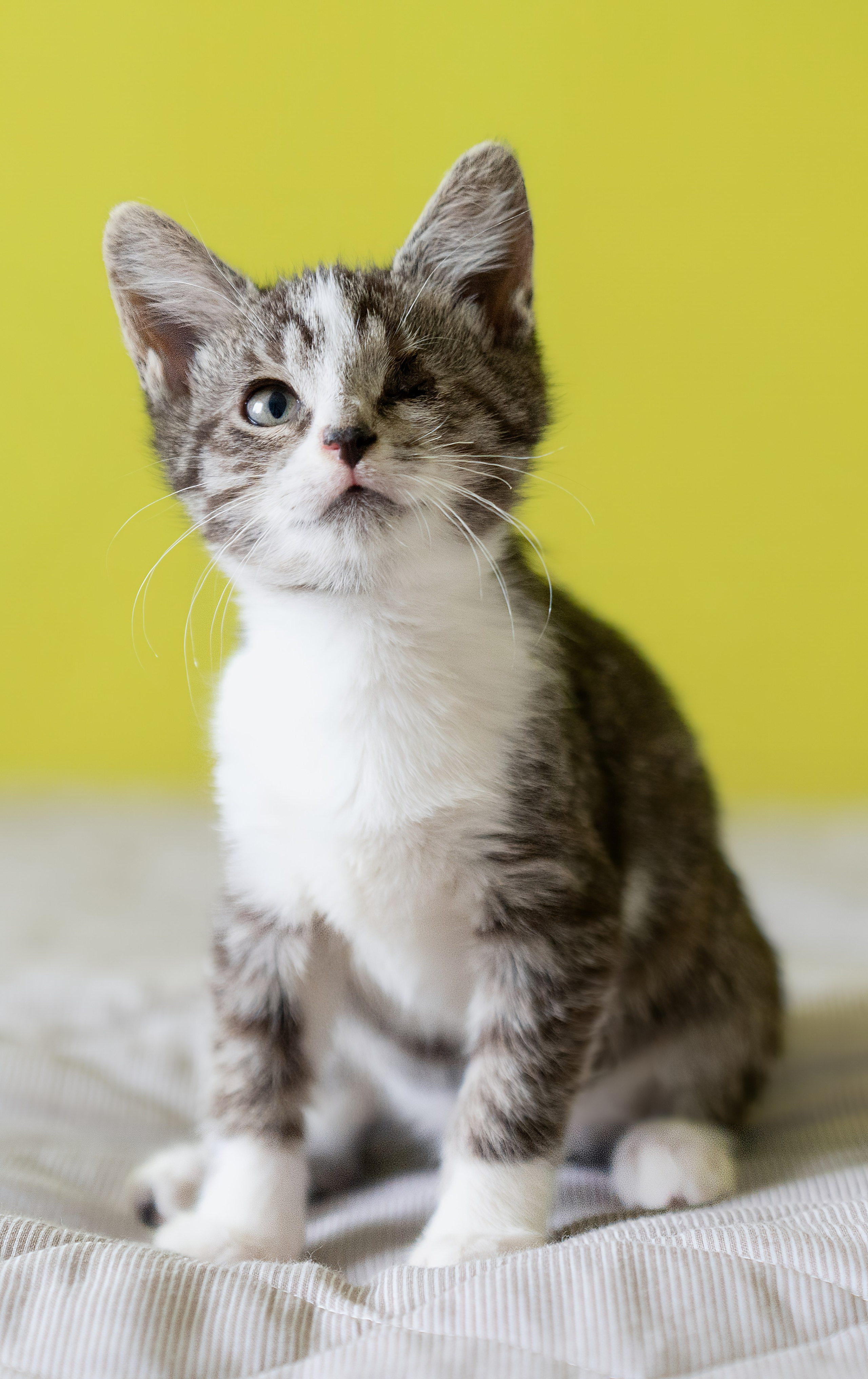 Благотворительная съёмка для котят в Москве. Портретный фотограф в Москве Фарид Леонов