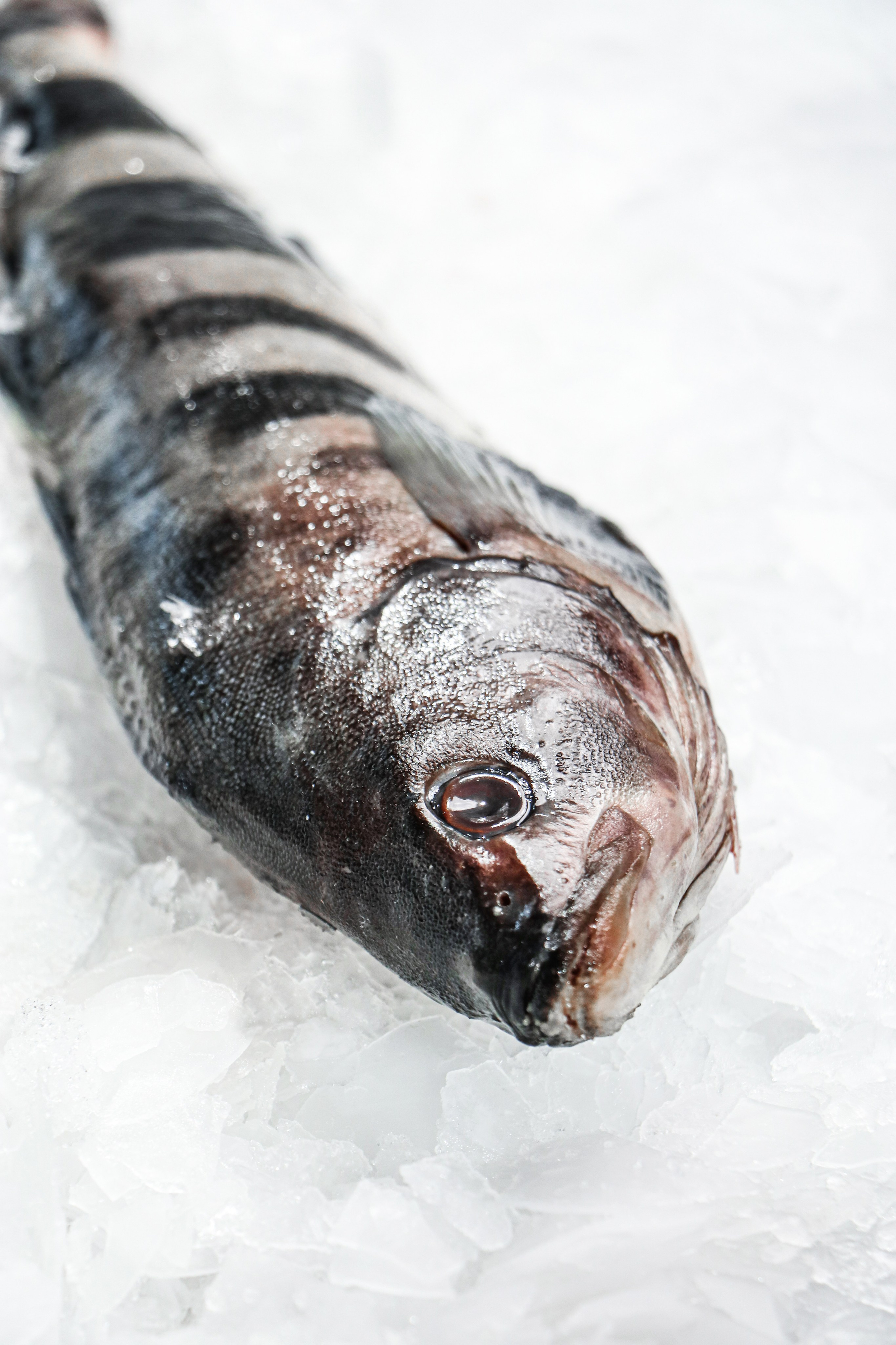 «Рыбный День» сеть магазинов. Контент фотограф Дмитрий Борисов
