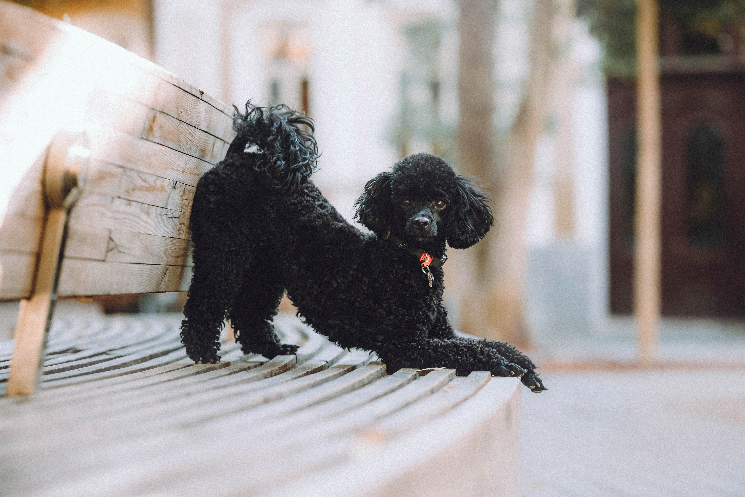 Игнат, Даша и Бэтти