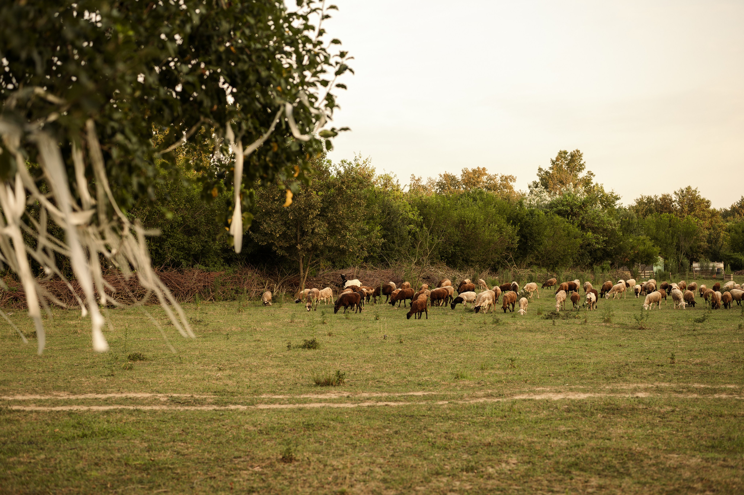 Семейная фотосессия на ферме. Свадебный и семейный фотограф в Краснодаре Алина Мельник