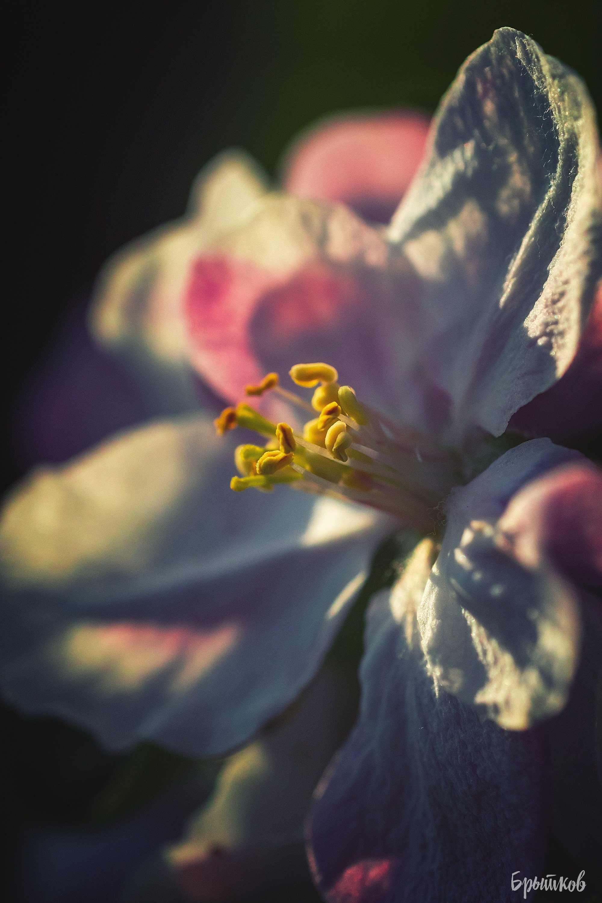 Яблоневые сады. Николай Брытков — фотограф в Туле