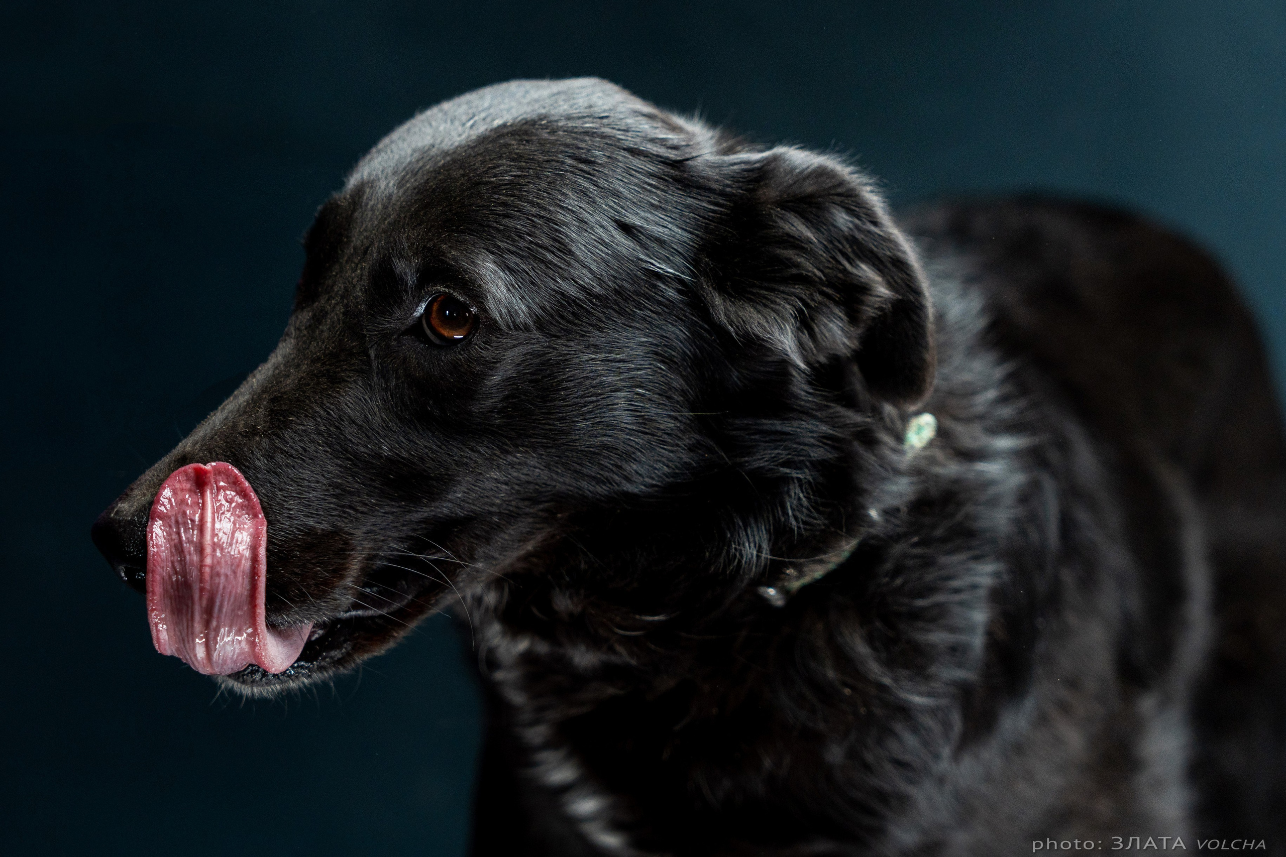 Собаки в студии. Фото, видео, монтаж