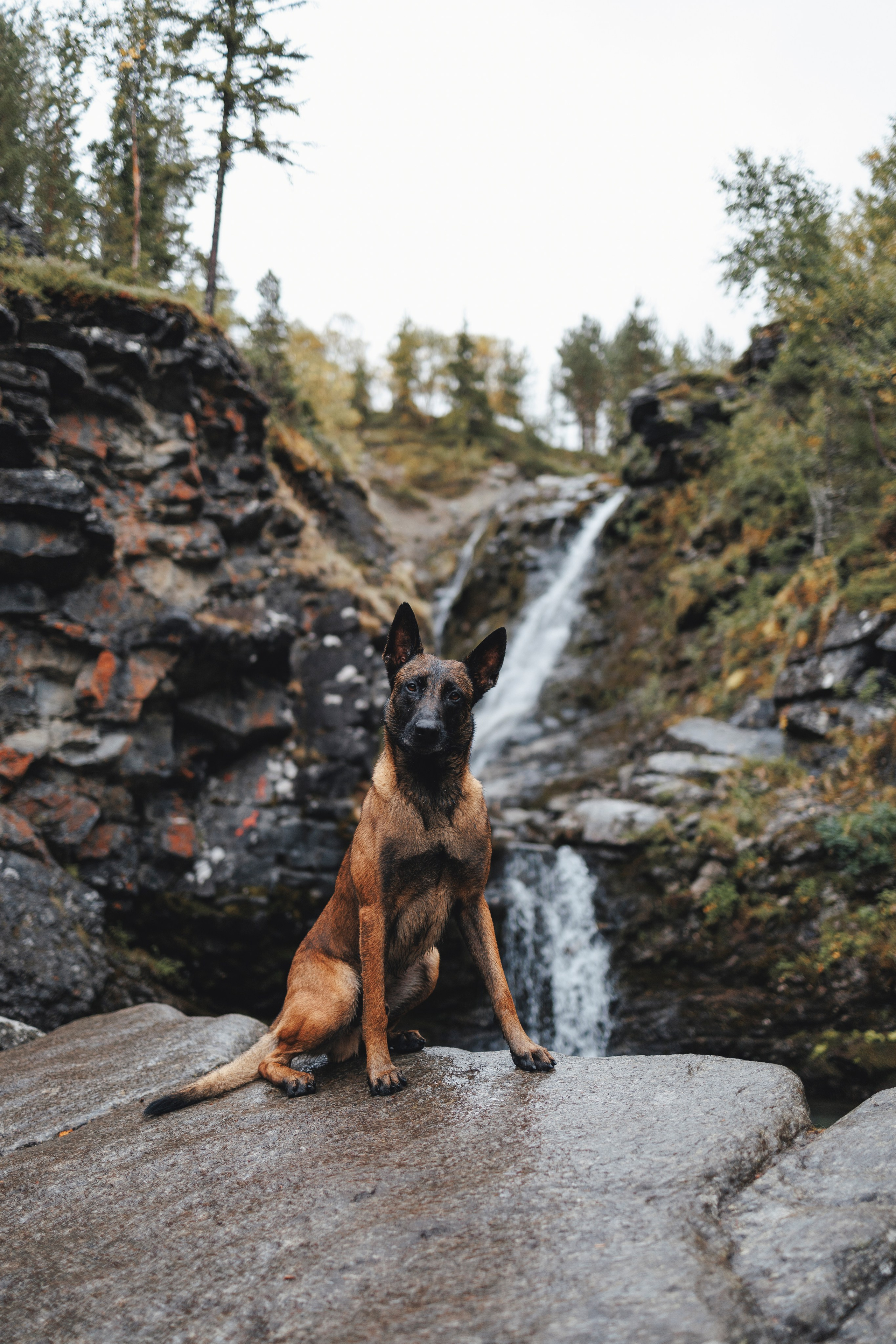 Водопад. Фотограф-анималист Анна Маринич