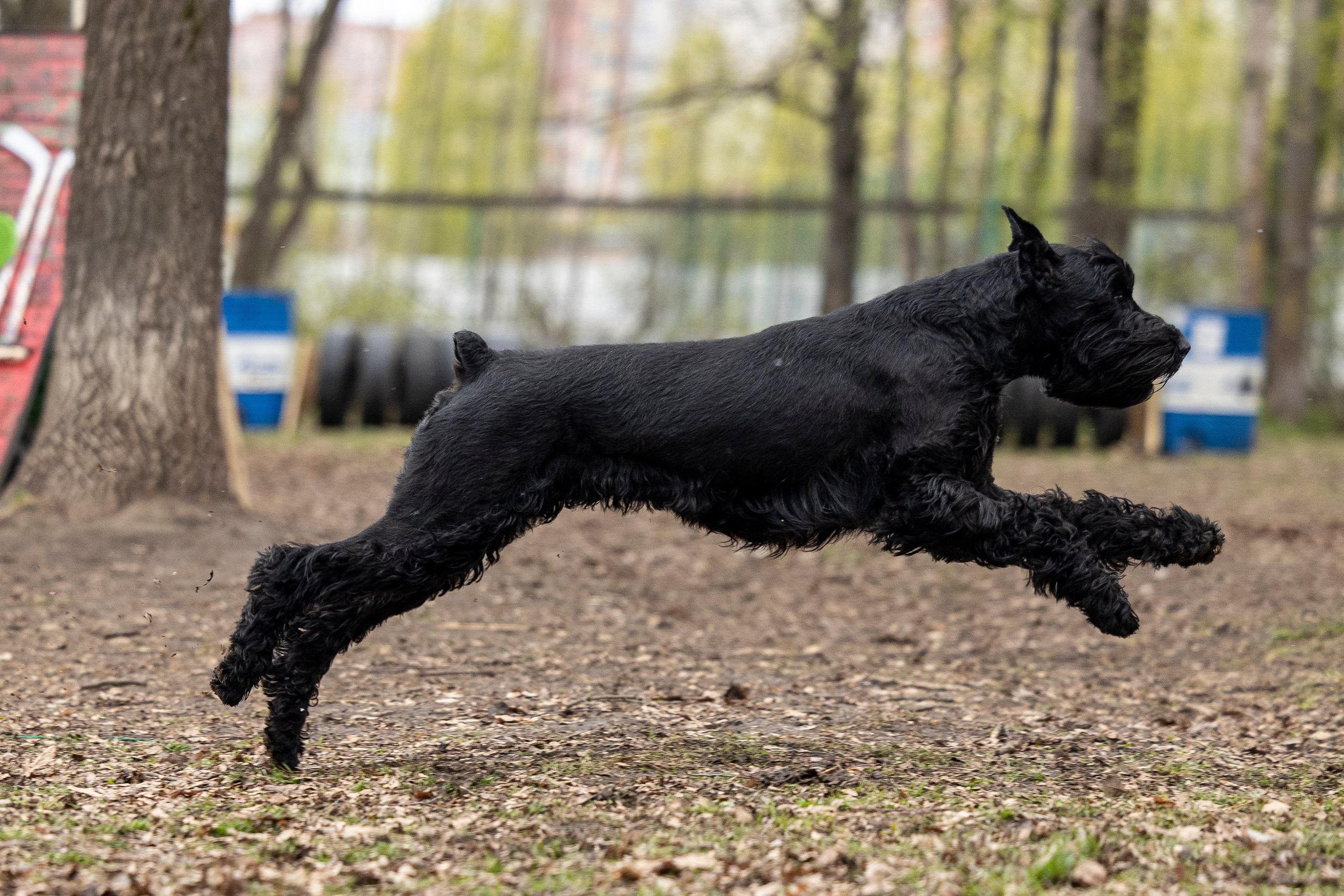 Квалификационные состязания по мондьорингу г. Вологда 11.05.24. Фотограф-анималист Анна Маринич