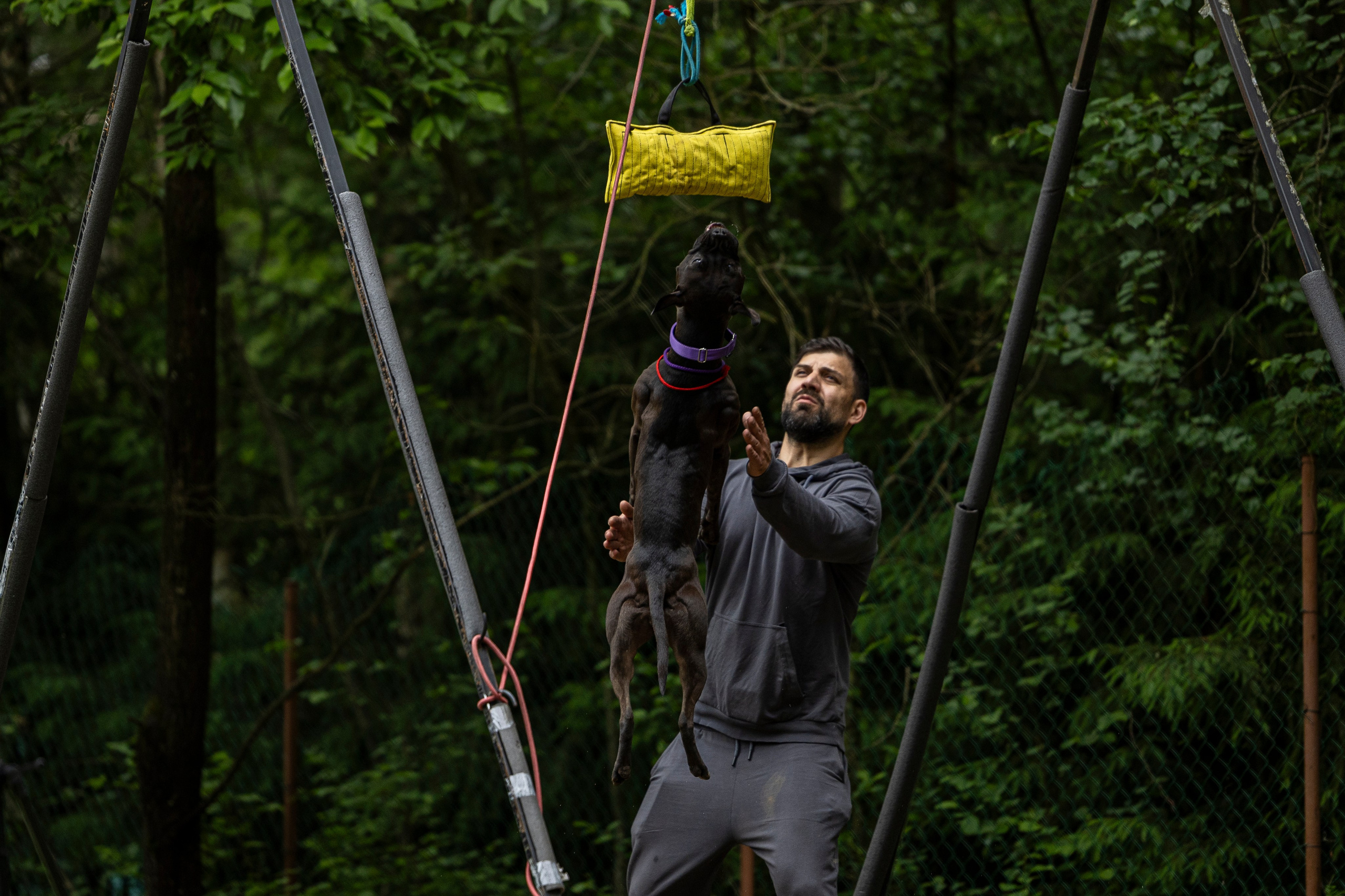 Пит-стафф многоборье. Фотограф-анималист Анна Маринич