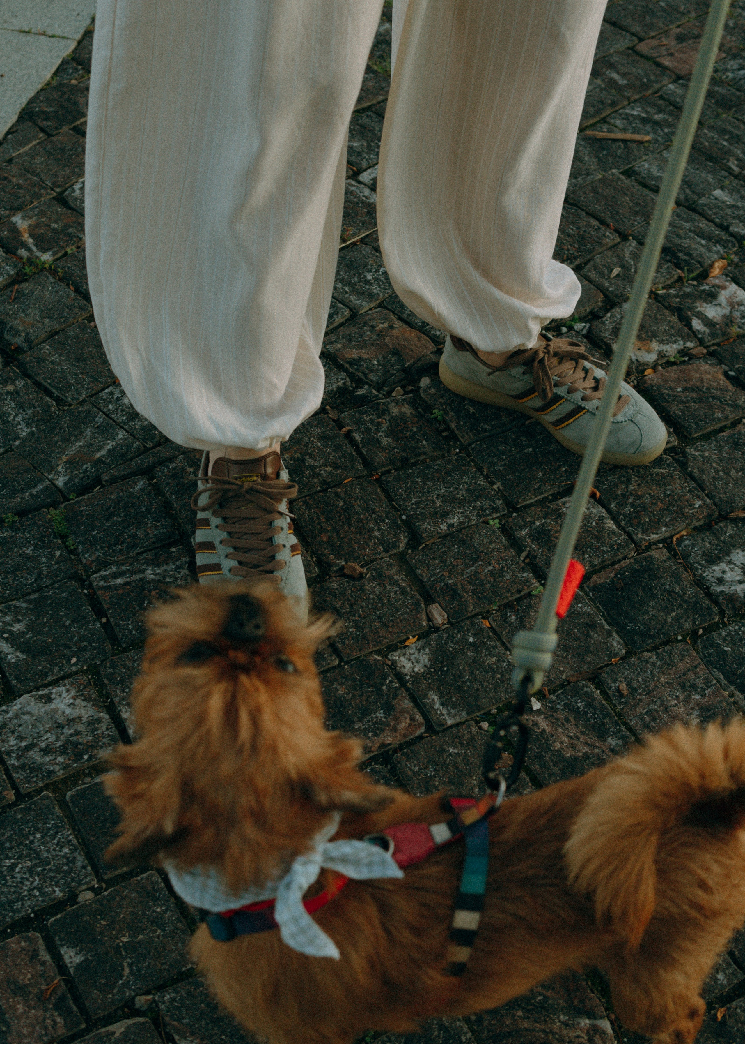 Лена и Альфи. Фотограф-анималист Ксения Воробьева, Москва