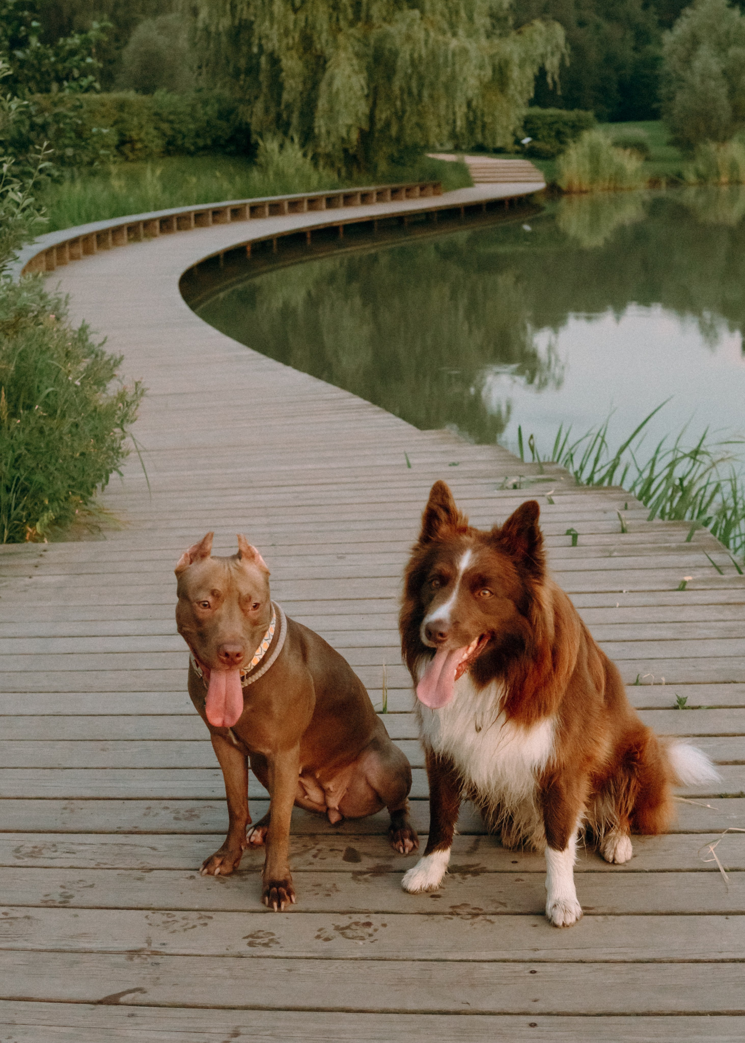 Виолетта, Лила и Питер. Фотограф-анималист Ксения Воробьева, Москва