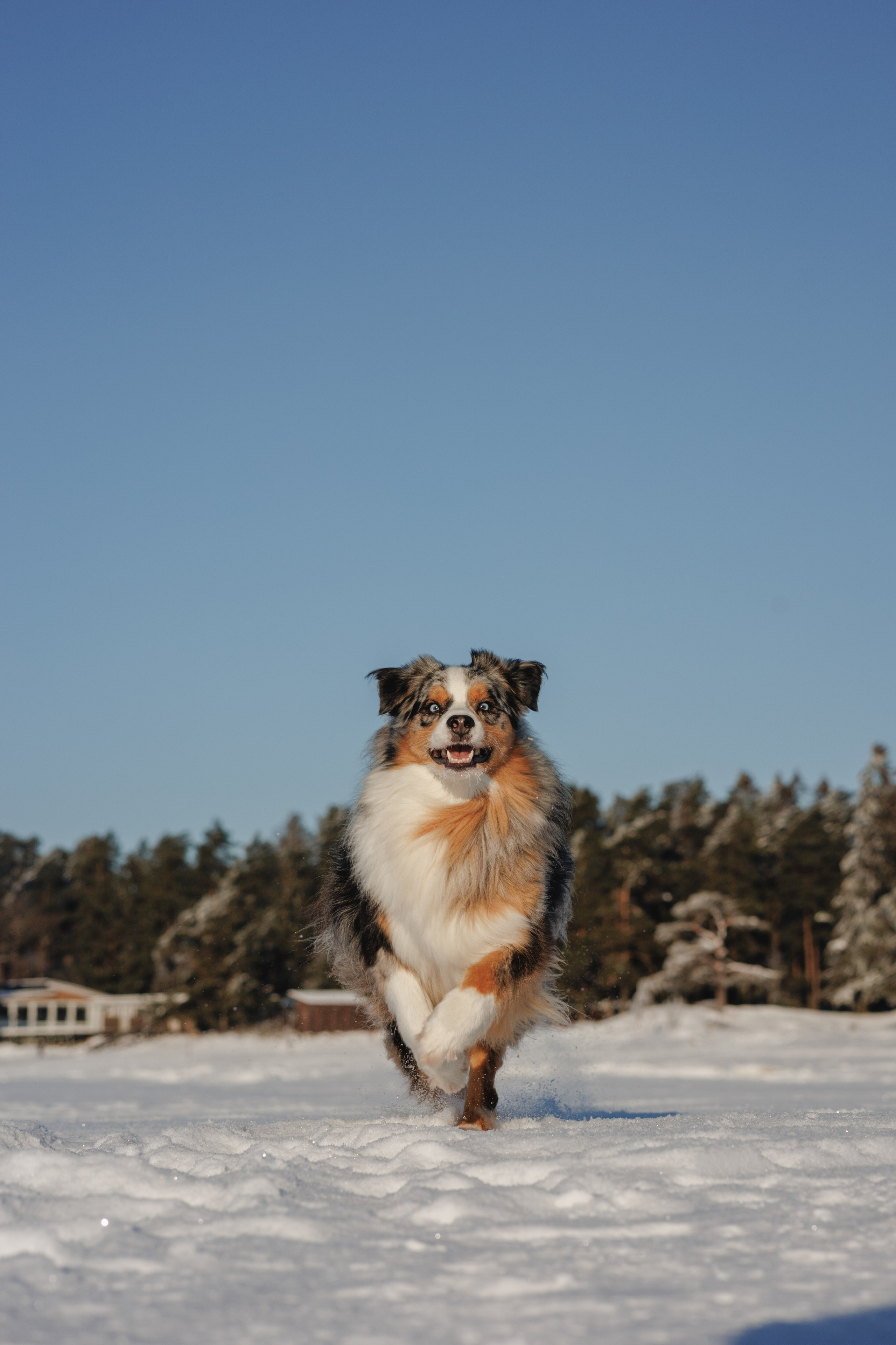 Константин и Локи. Фотограф в Санкт-Петербурге Алёна Губинская