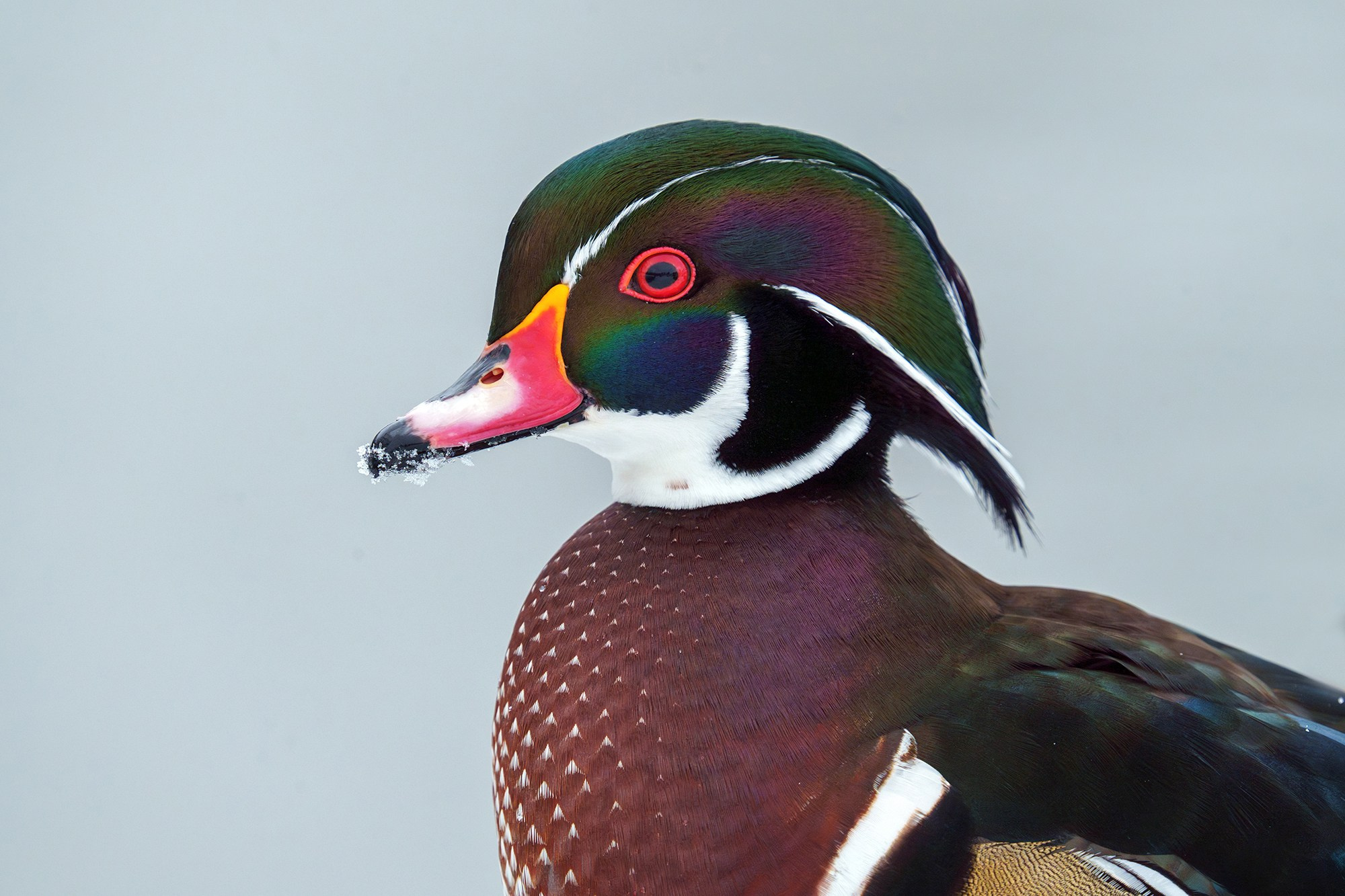 Удивительные мир птиц. Вокруг нас столько прекрасного — присмотритесь!. Ваш личный фотограф Марина Волкова