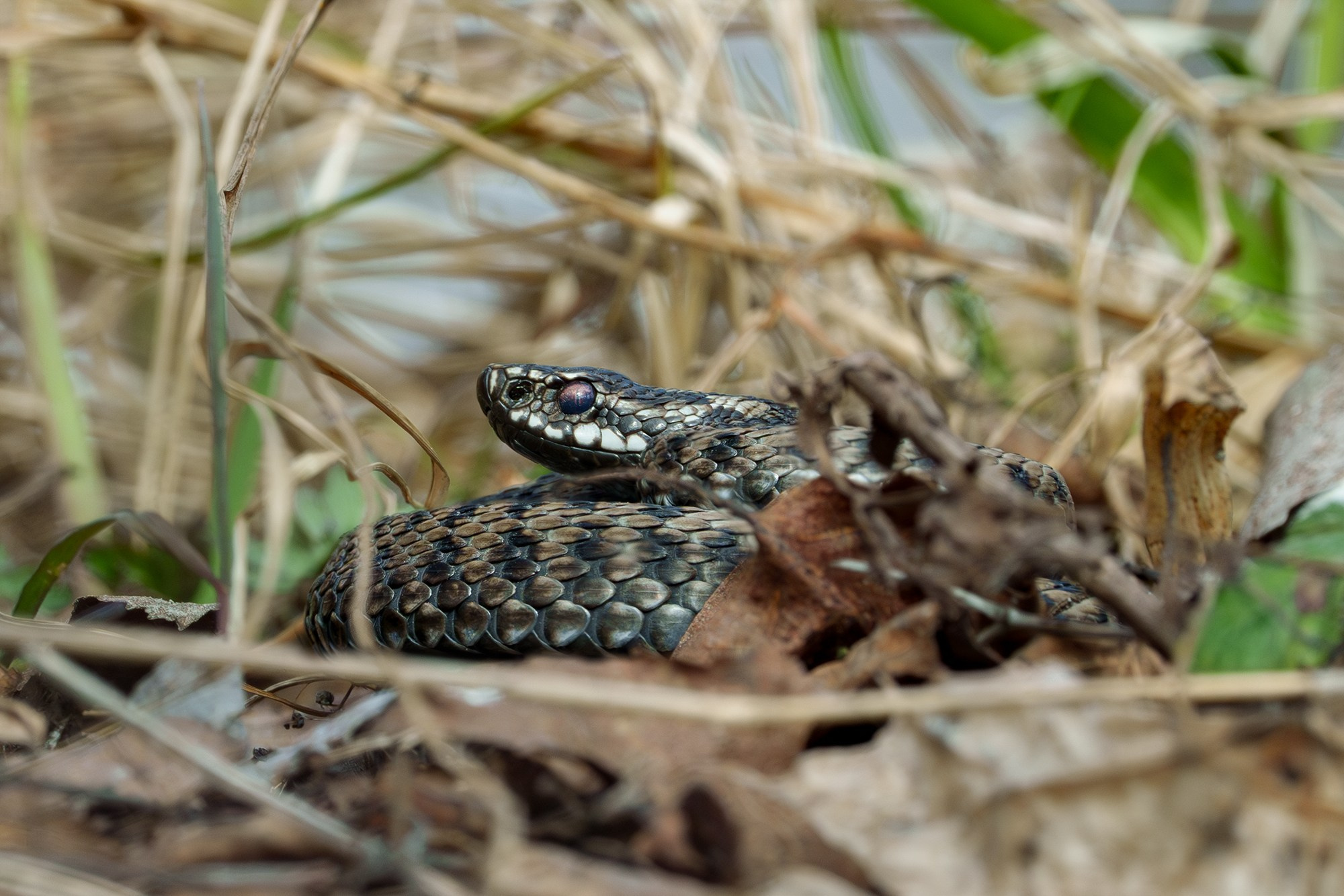 Животные. Ваш личный фотограф Марина Волкова