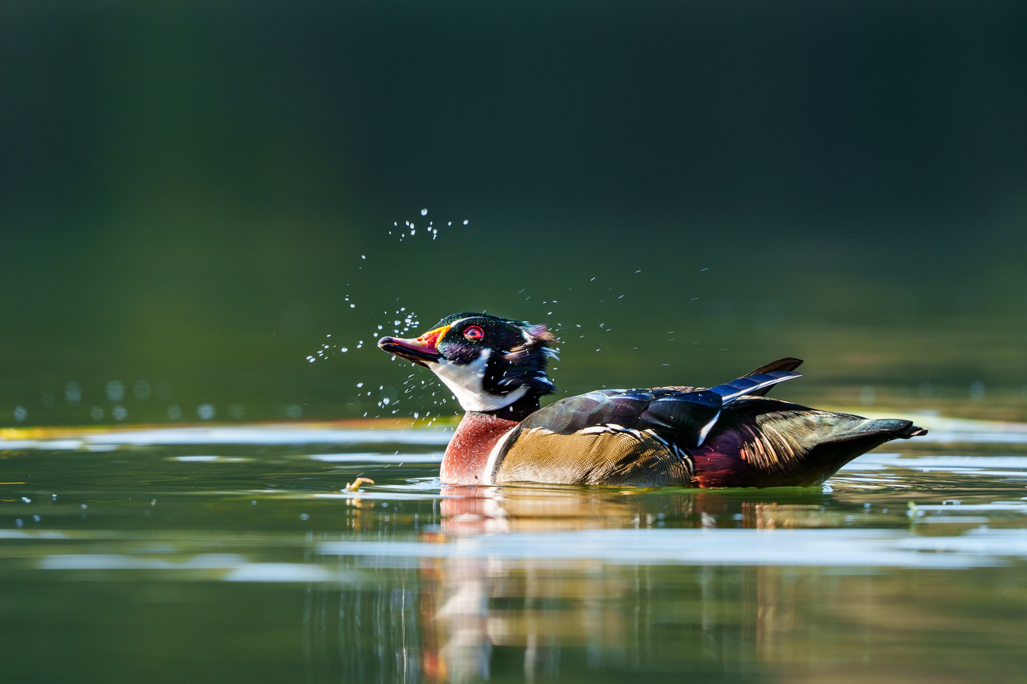 Удивительные мир птиц. Вокруг нас столько прекрасного — присмотритесь!. Ваш личный фотограф Марина Волкова