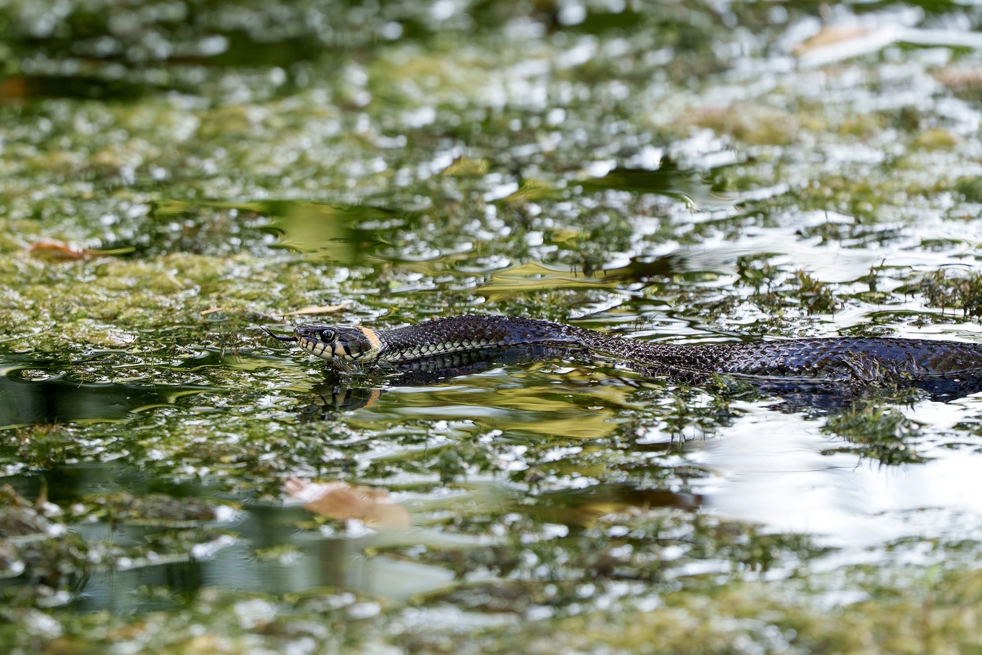 Животные. Ваш личный фотограф Марина Волкова