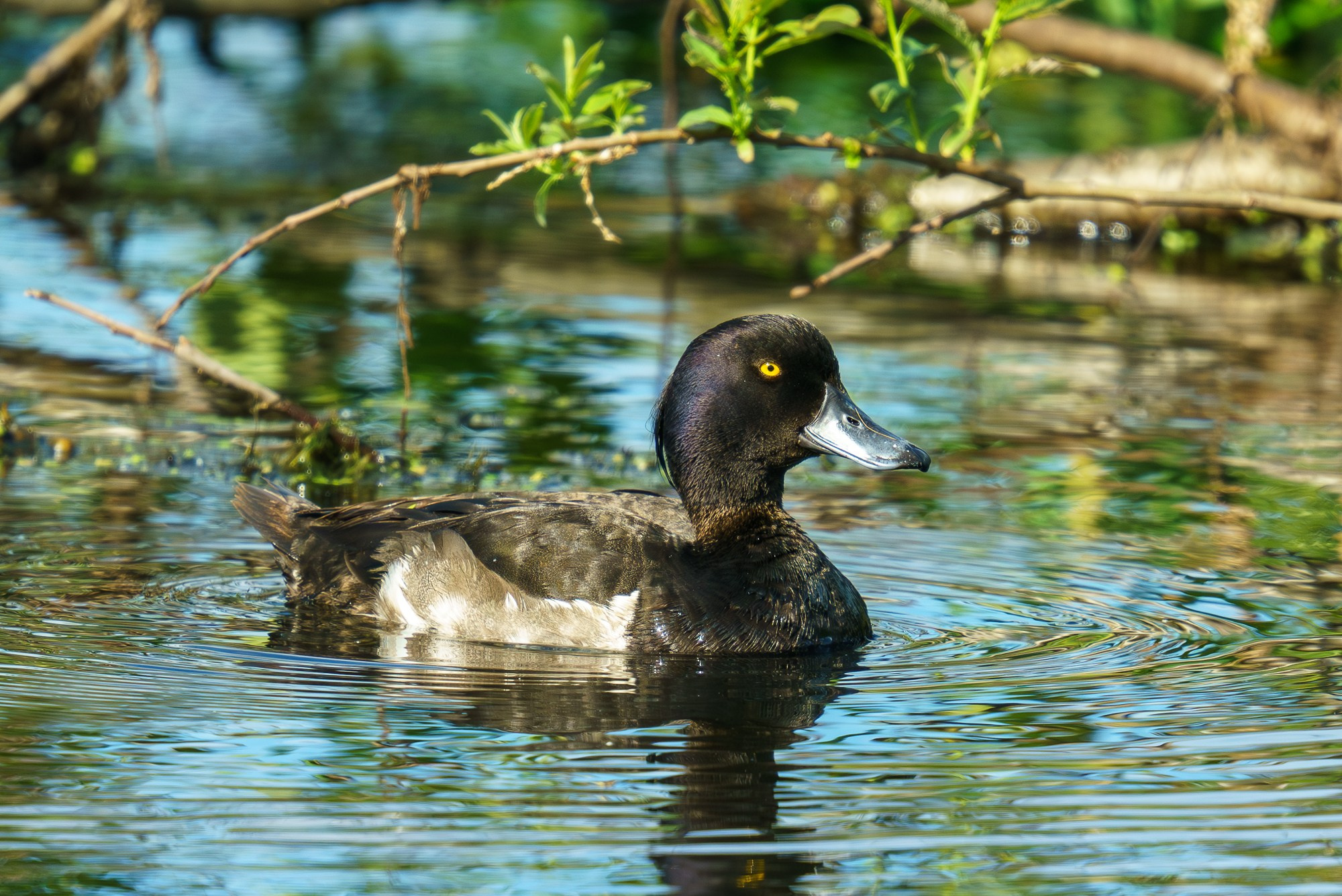 Удивительные мир птиц. Вокруг нас столько прекрасного — присмотритесь!. Ваш личный фотограф Марина Волкова
