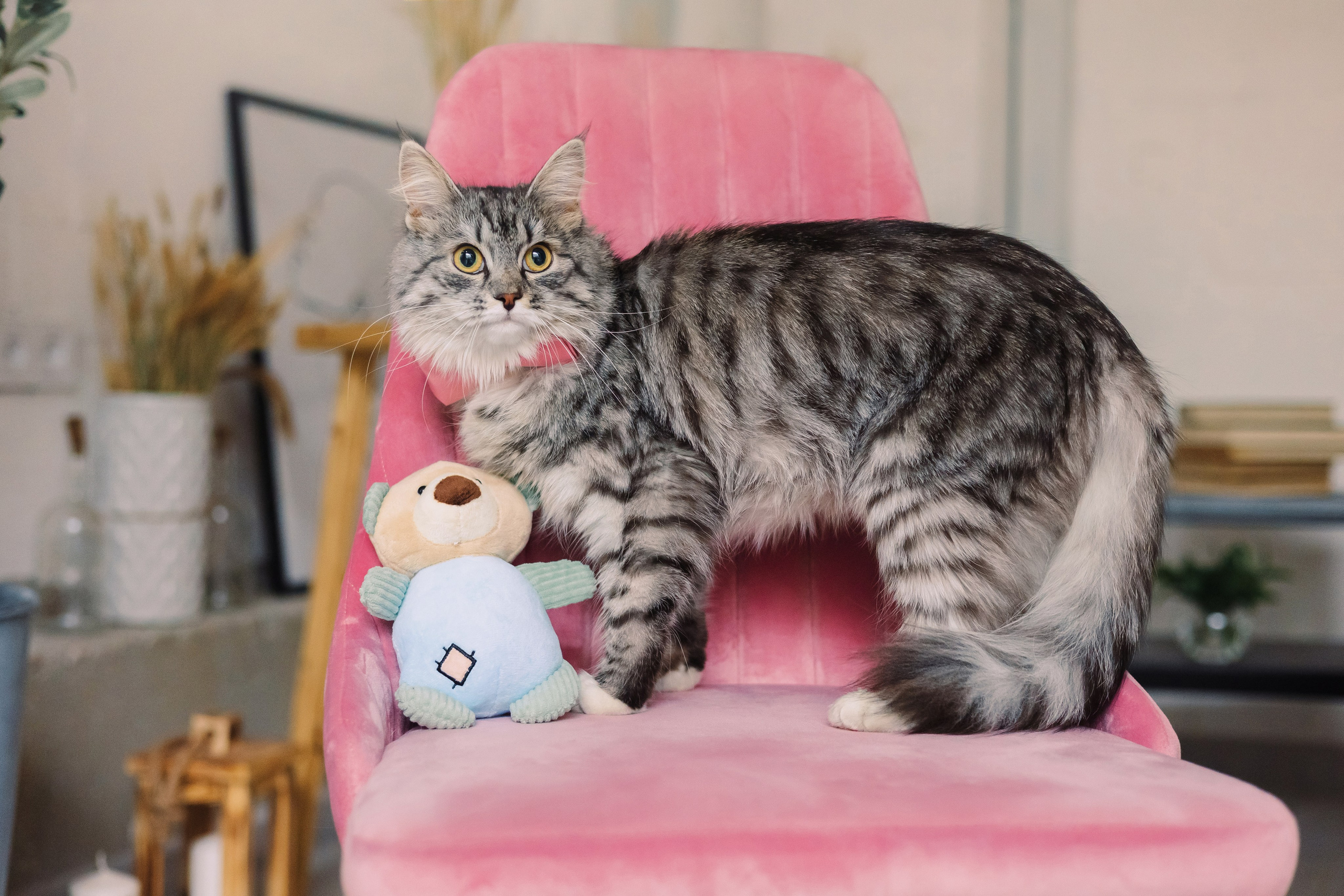 Магазин Friend of mine. Фотограф-анималист Елена Радченко, Москва