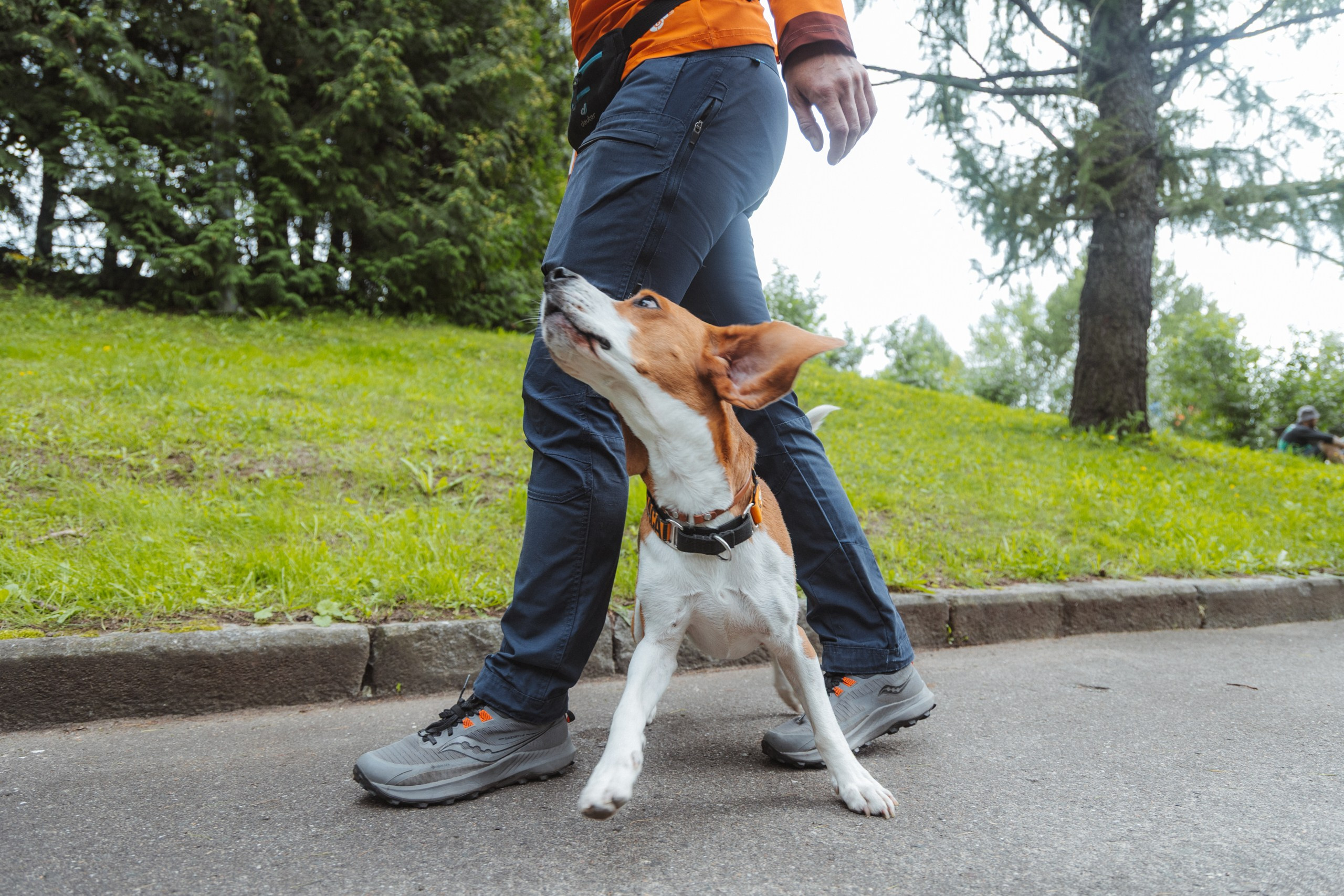 День Фронтовой Собаки (поисково-спасательные собаки). Фотограф Ирина Астор