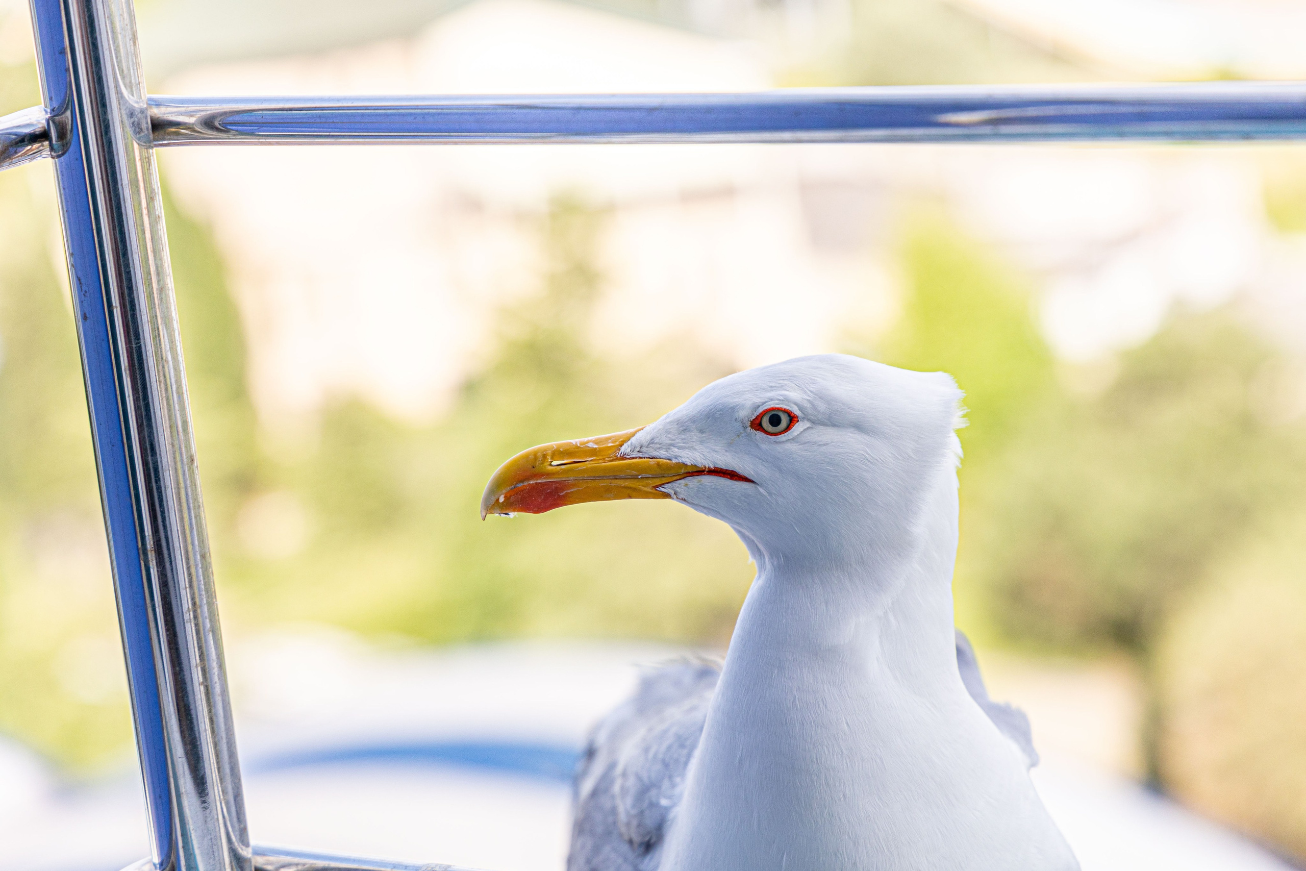 Фотограф Татьяна Марсуверских г. Жуковский, Москва и Мо. Репортажные съёмки, фотосессии,  фотограф анималист, фотосъёмка животных. Фотограф для маркетплейсов, фотоуслуги в Жуковском Татьяна Марсуверских