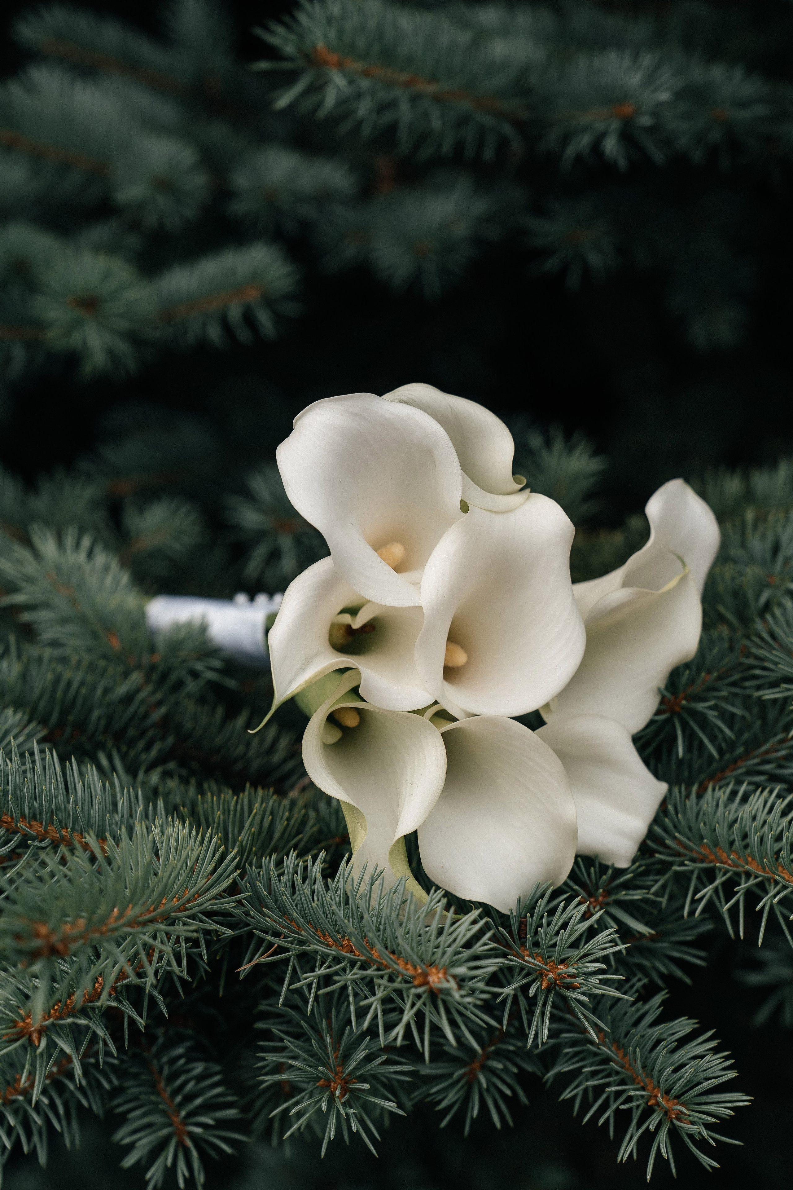 Антон & Карина. Lokos.pro Ник Соколов Фото и Видео Москва/Ростов-на-Дону