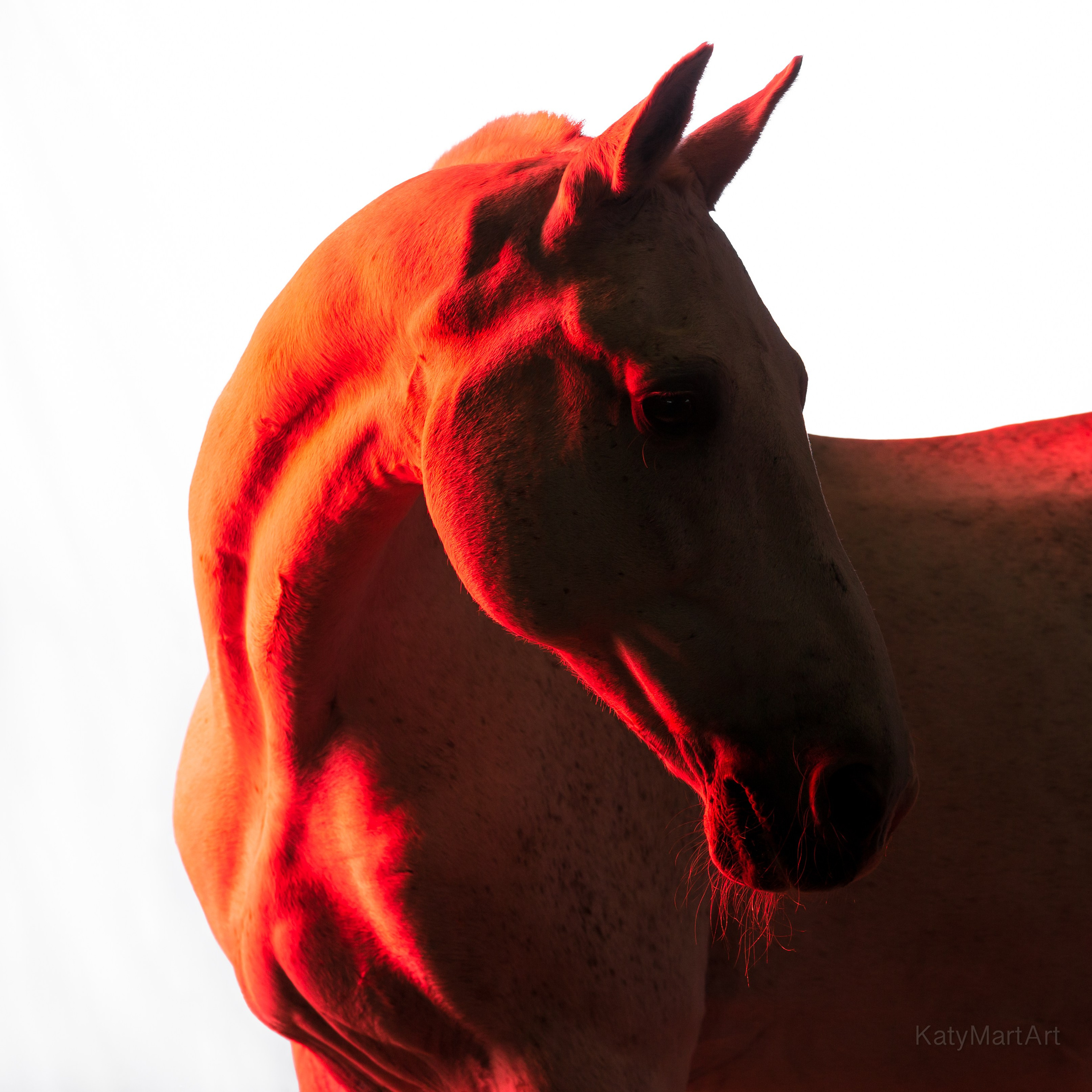 В красном. KatymartArt — Equine photography