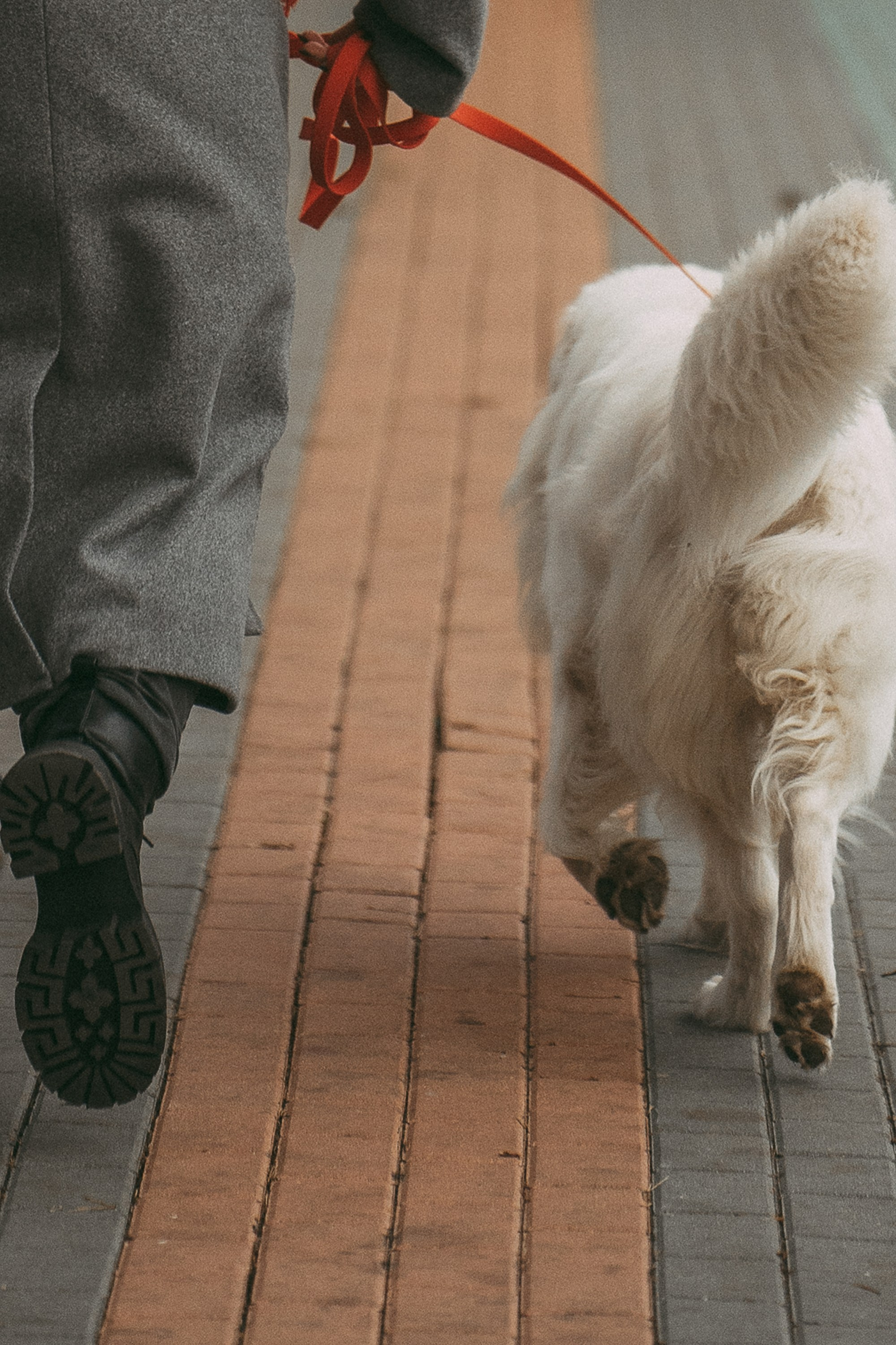Лена и Мерлин. Фотограф анималист в Москве и Санкт-Петербурге Свиридова Анна