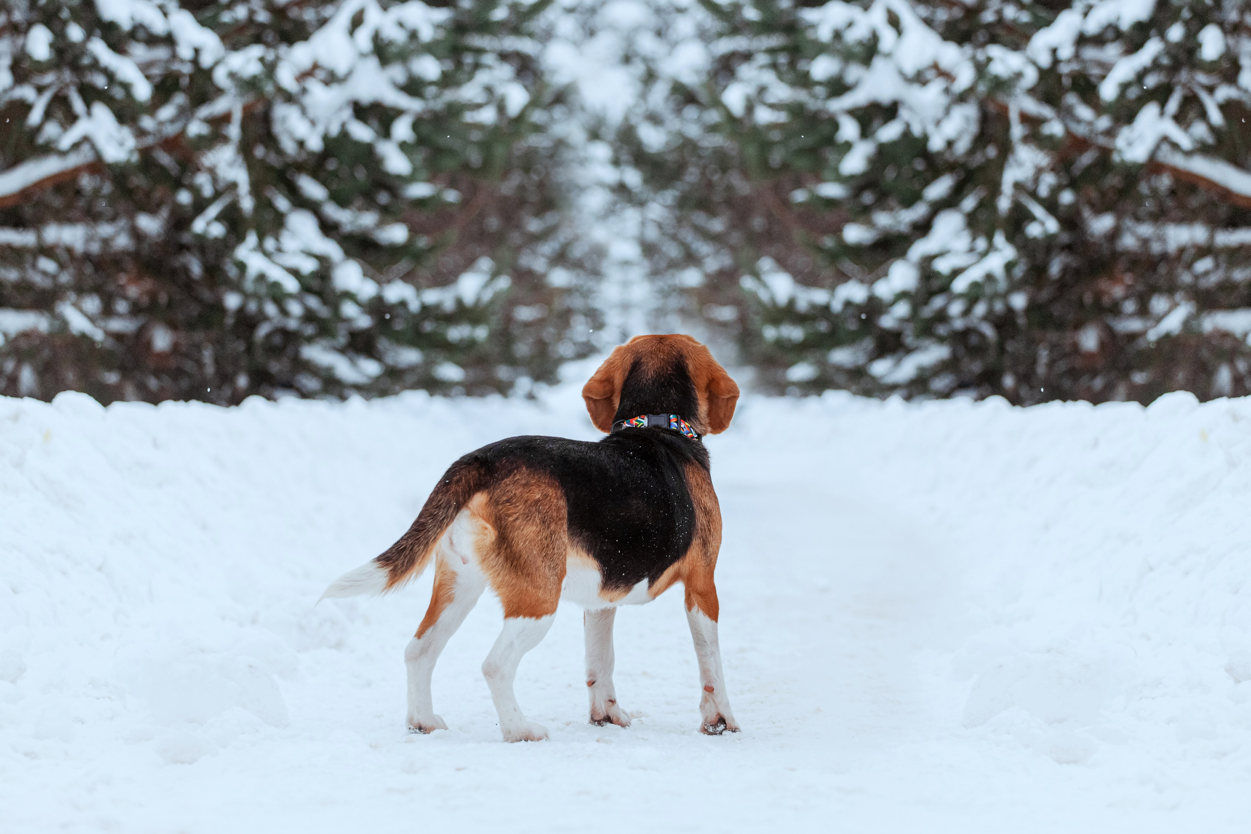 Дом для Биглей 2023. Фотограф-анималист Татьяна Степанова