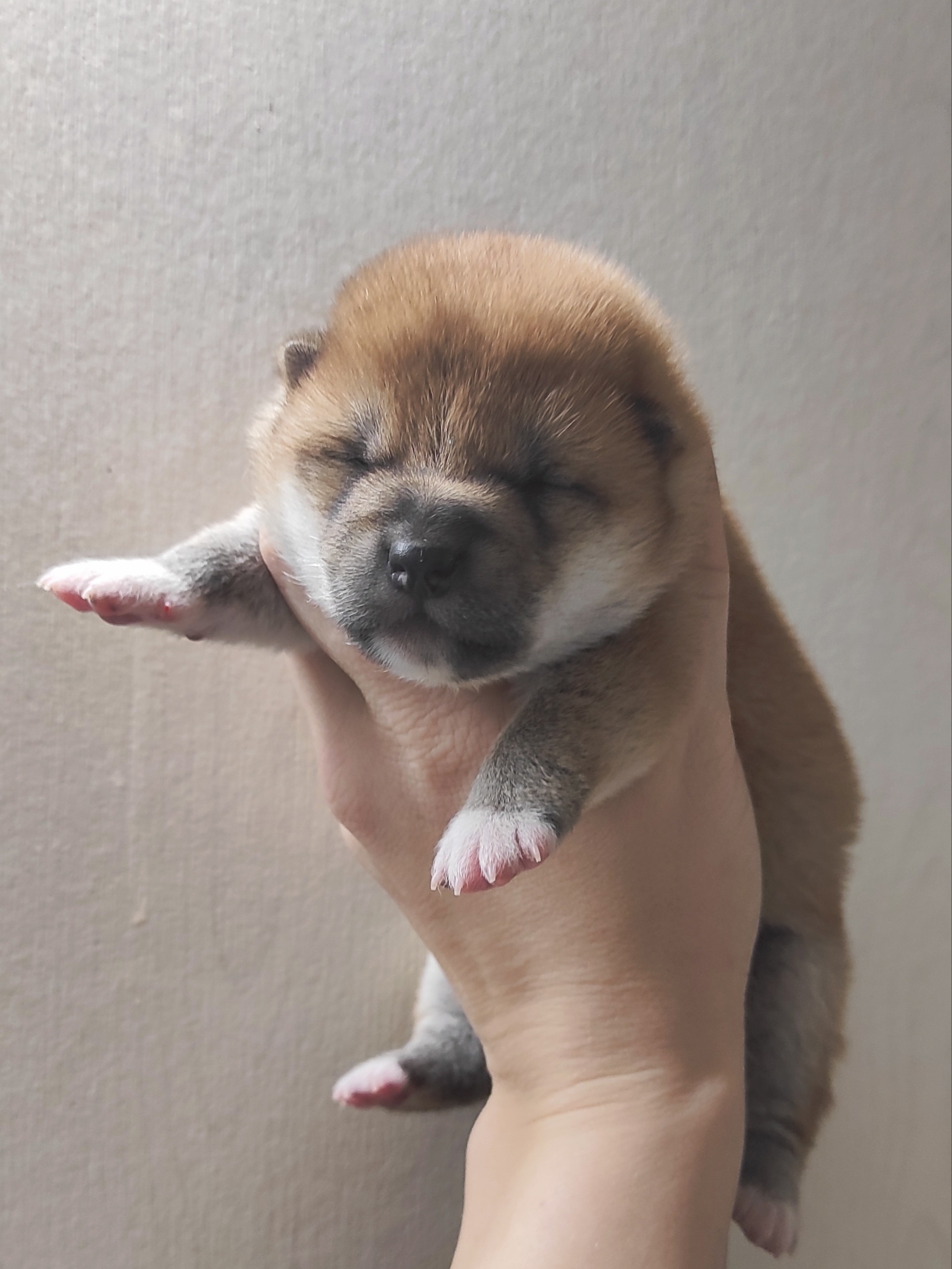 сиба питомник Рубилайт щенки на продажу rubylight  сиба щенки купить СПб Санкт-Петербург 