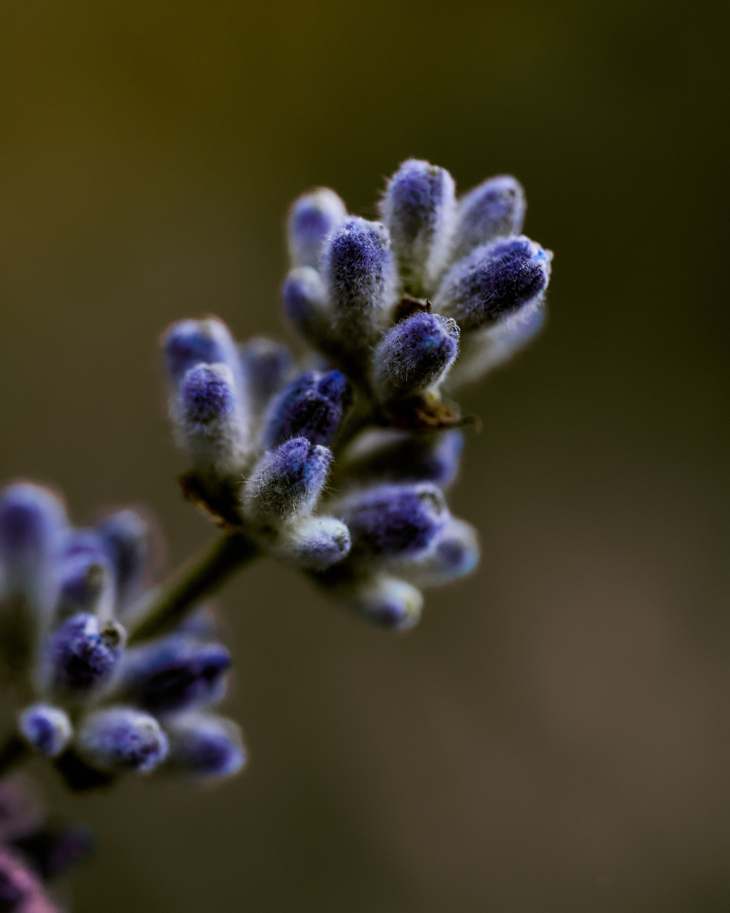 CORNUS. Фотограф Москва Сергей Громов