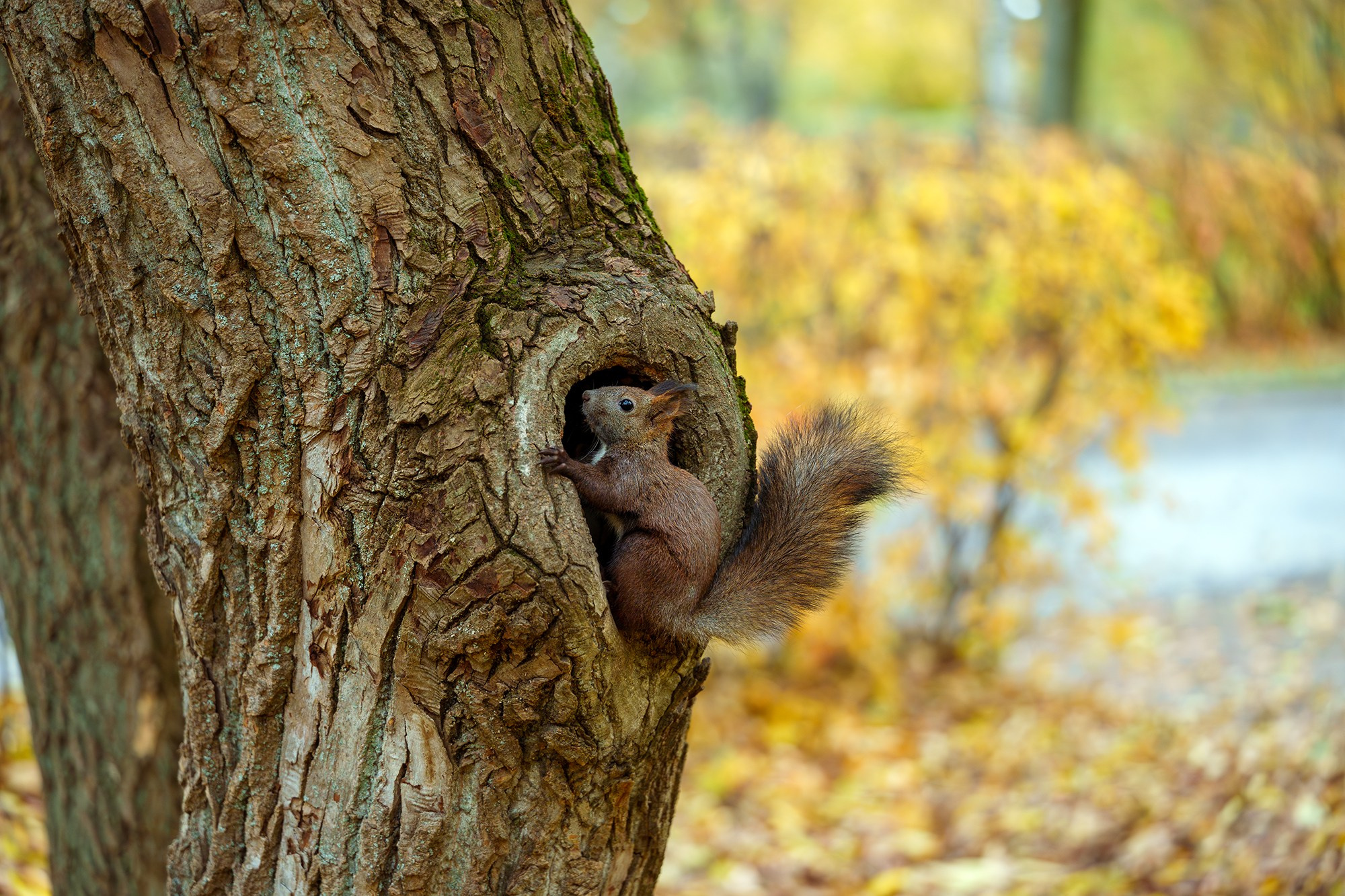 Животные. Ваш личный фотограф Марина Волкова