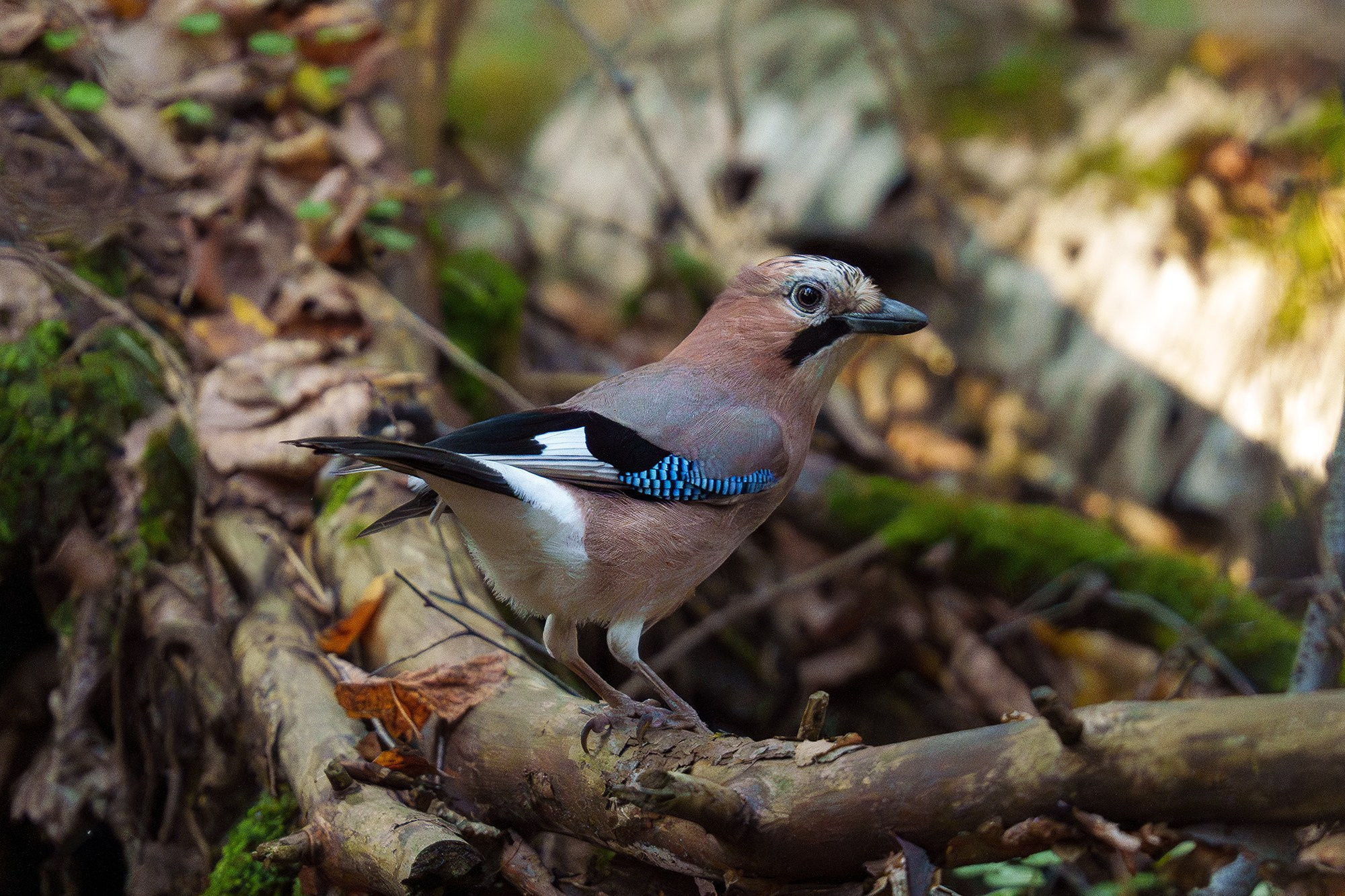 Удивительные мир птиц. Вокруг нас столько прекрасного — присмотритесь!. Ваш личный фотограф Марина Волкова