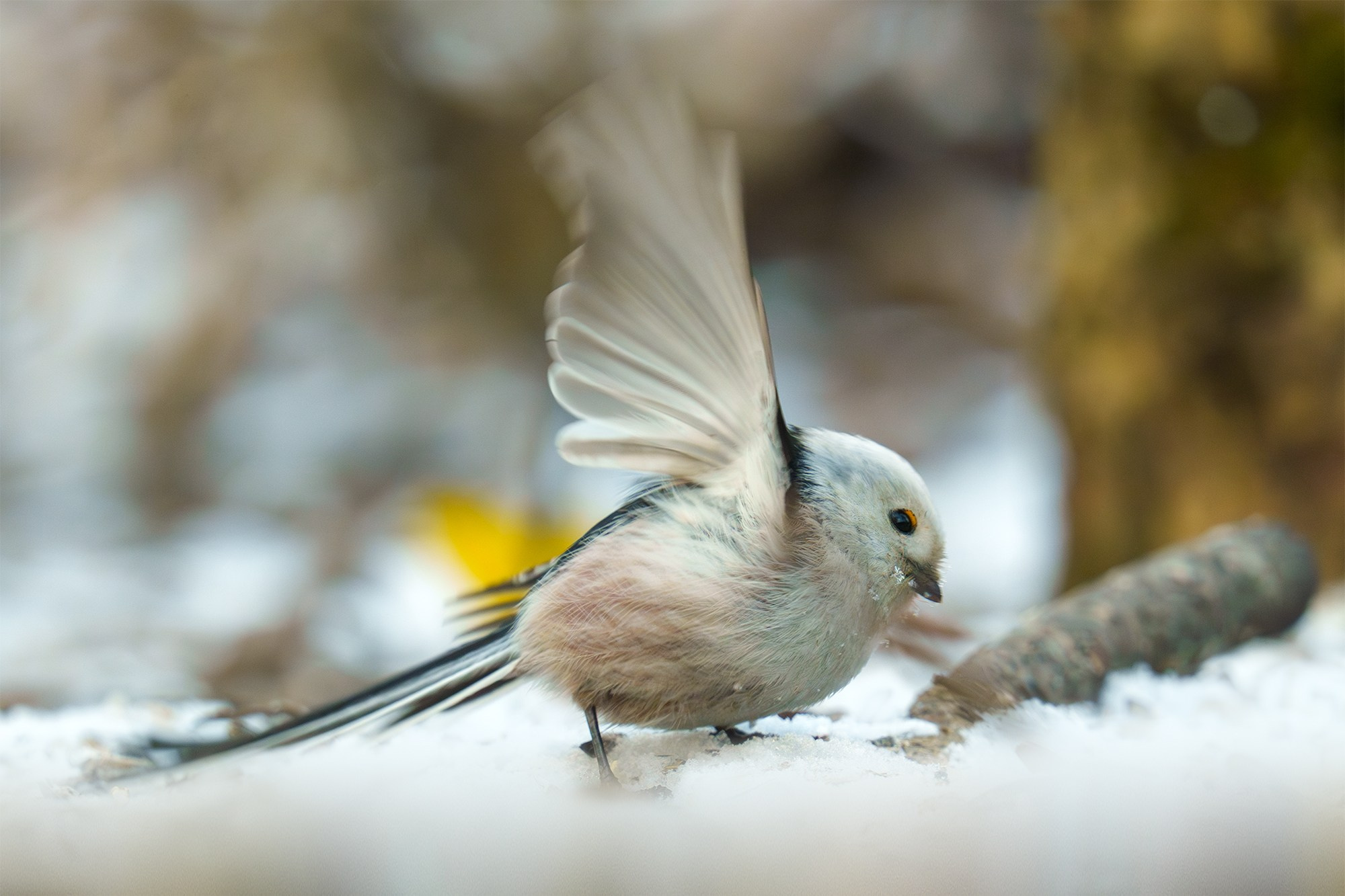 Удивительные мир птиц. Вокруг нас столько прекрасного — присмотритесь!. Ваш личный фотограф Марина Волкова