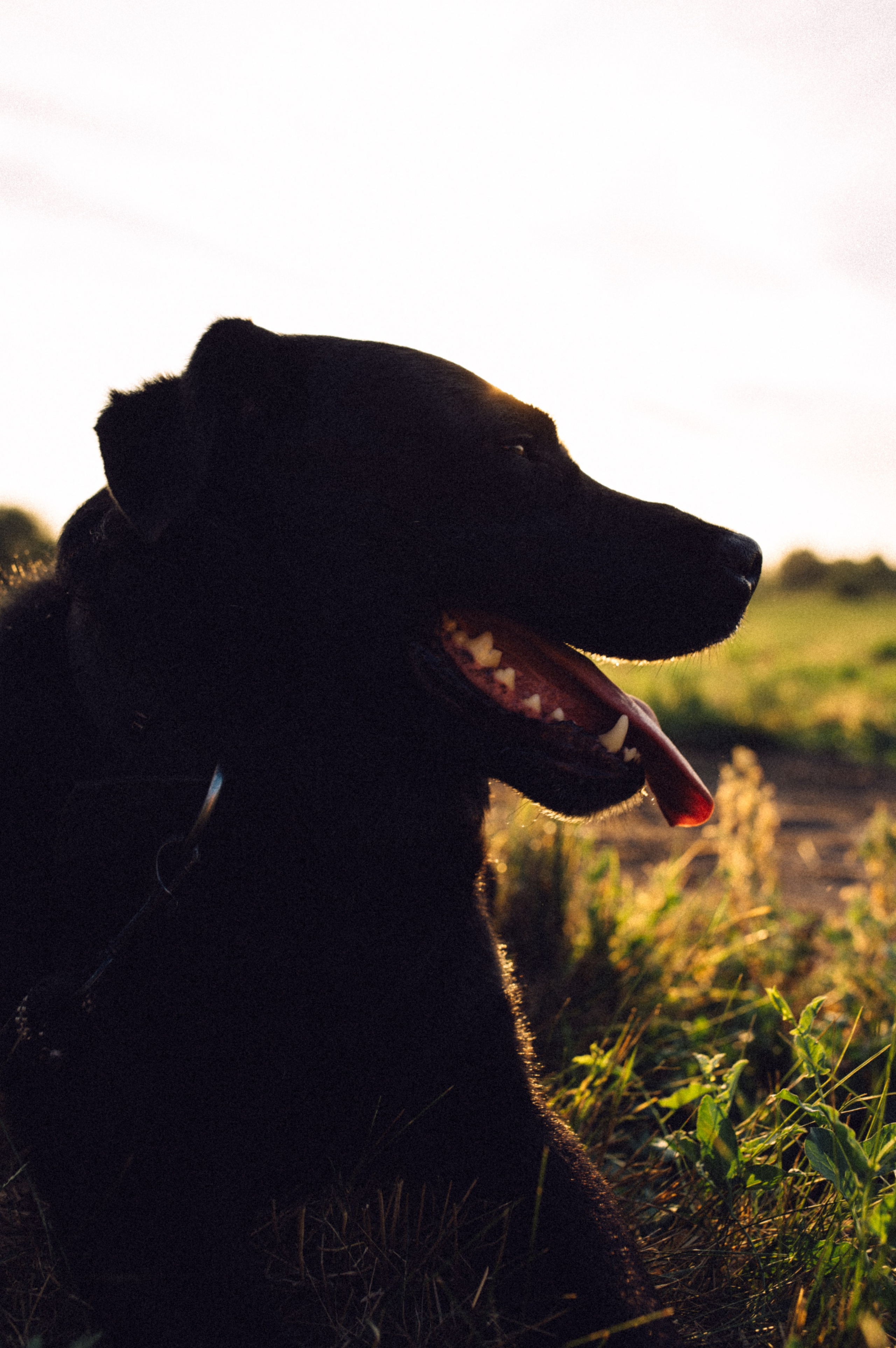 Злата и её верный друг Сэм🐶. Лайфстайл фотограф в Москве Серебрянская Фаина