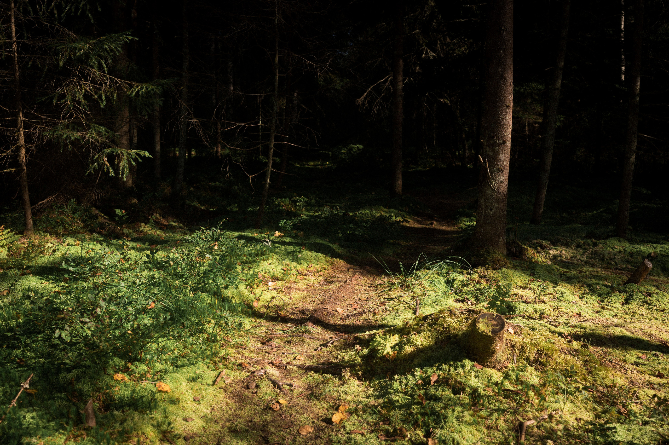 North 2024. Kartascheff