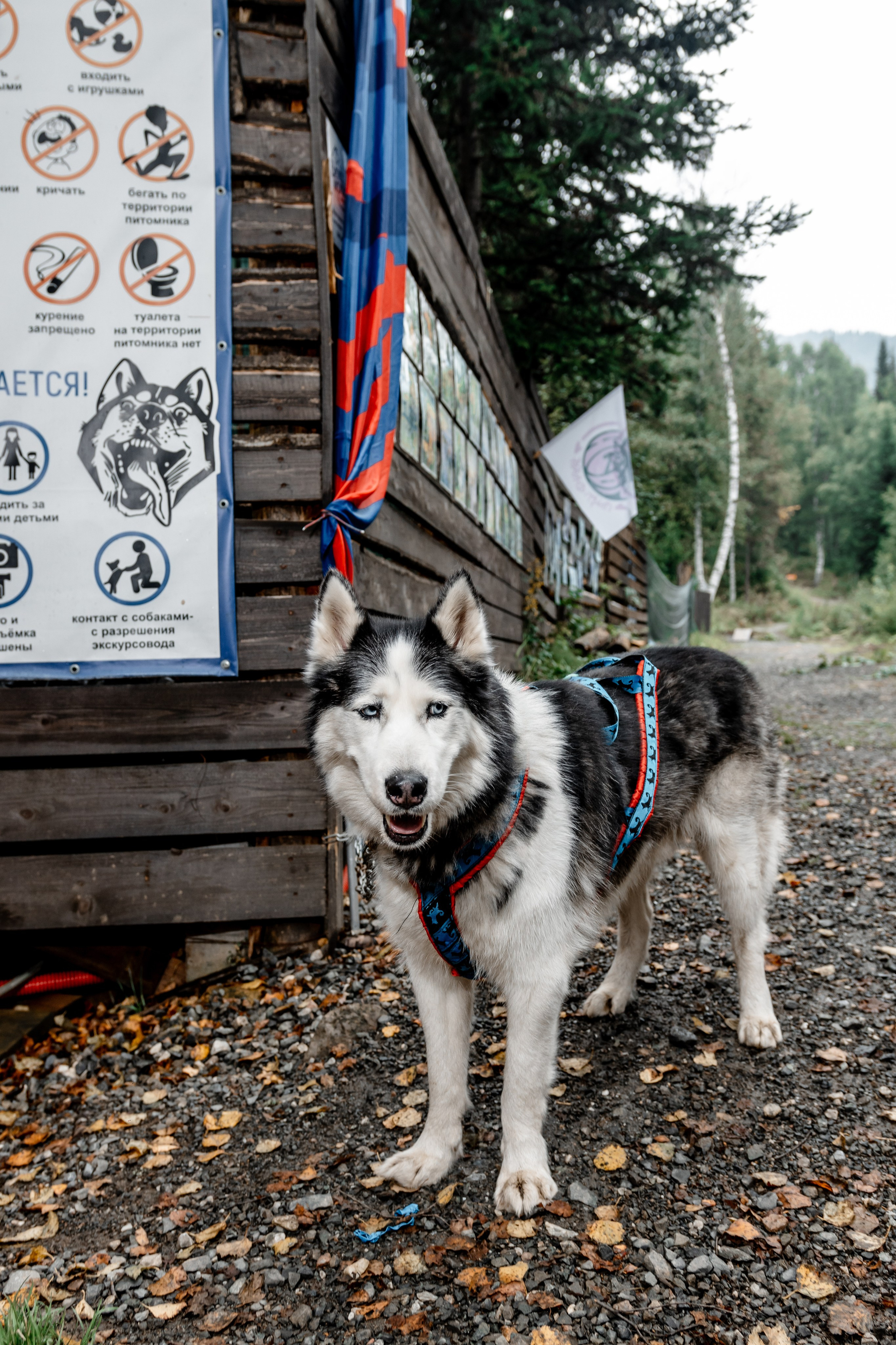 Дог-треккинг