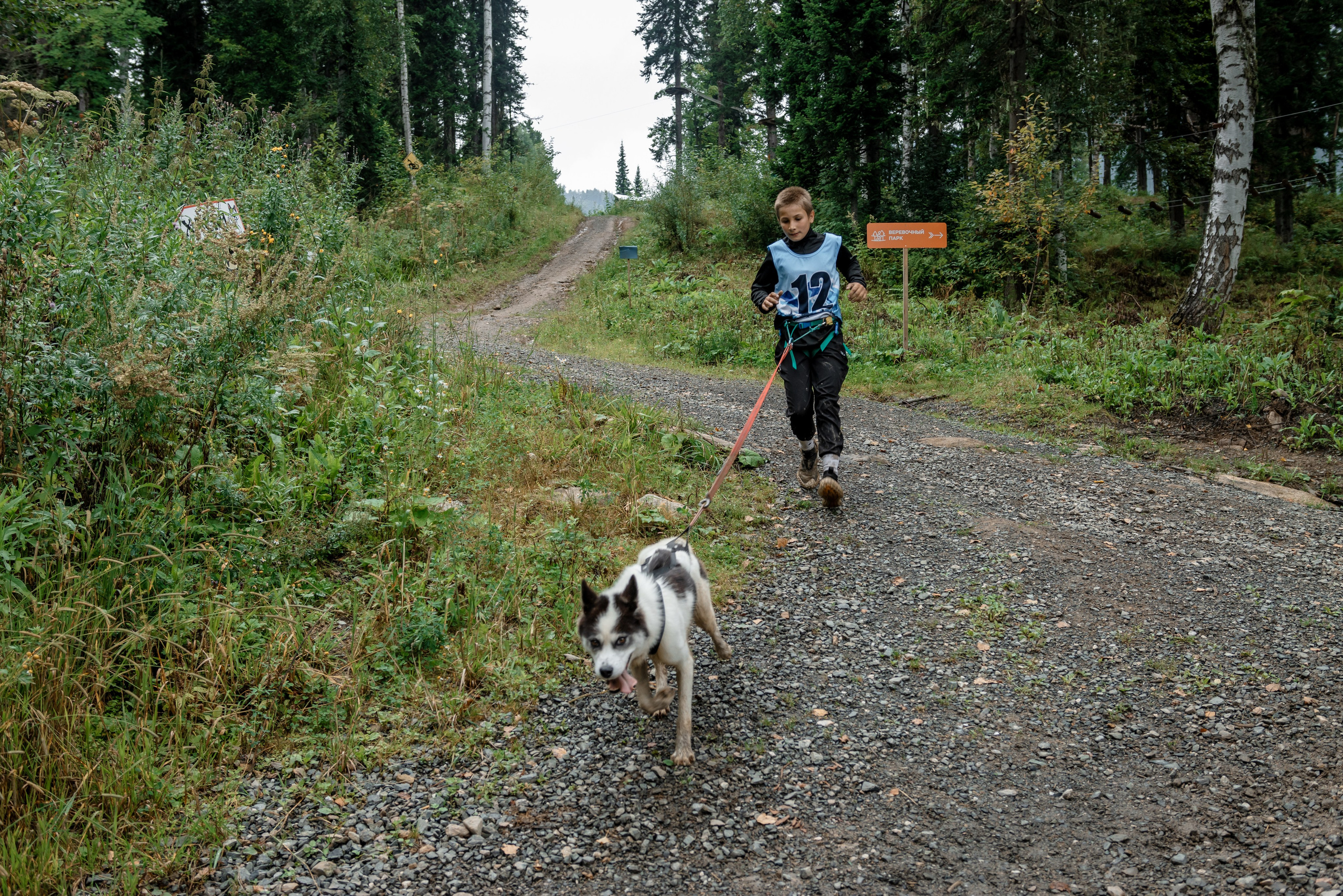 Дог-треккинг