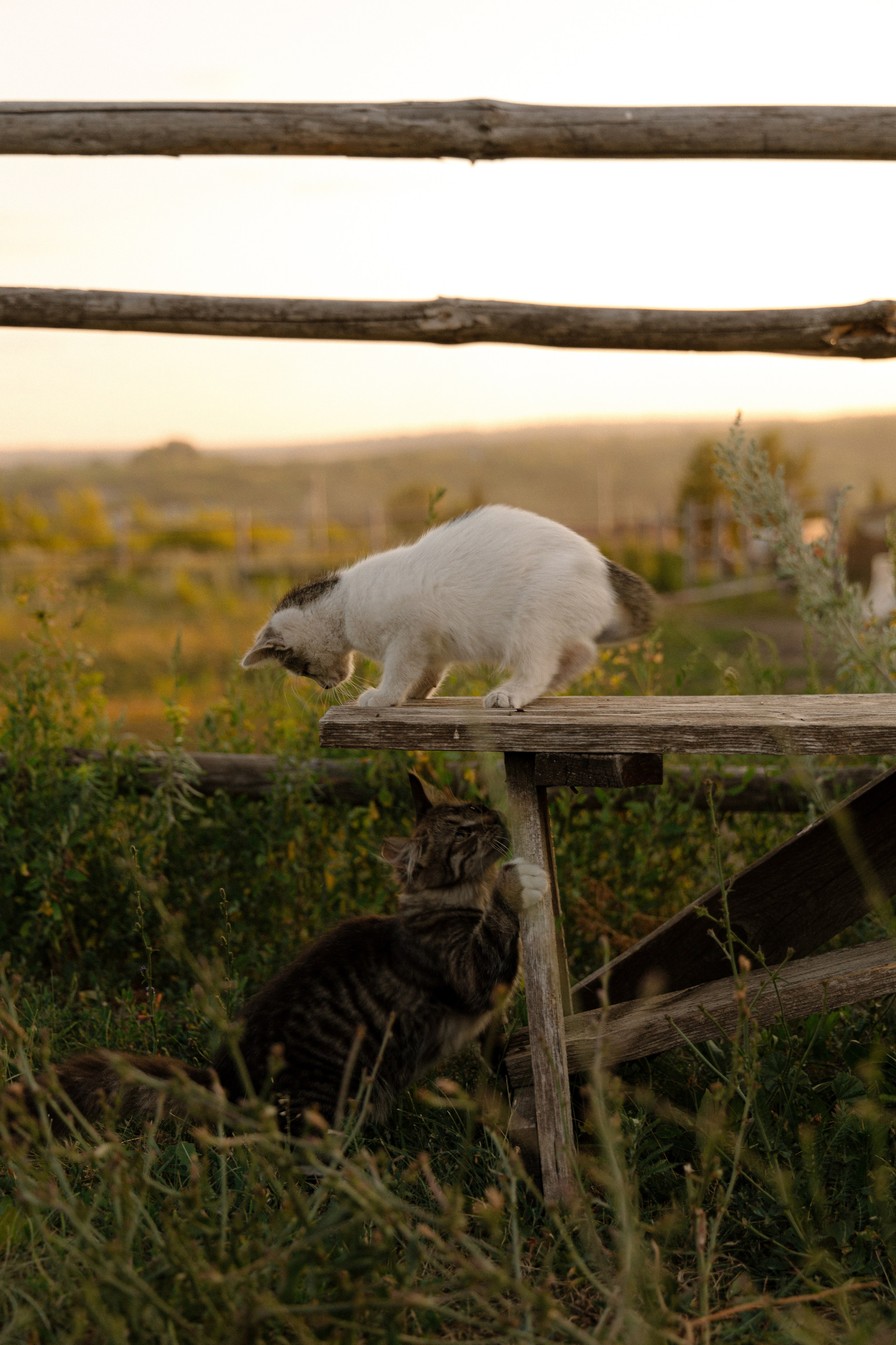 ARINA & NIKITA. Свадебный и семейный фотограф в Самаре