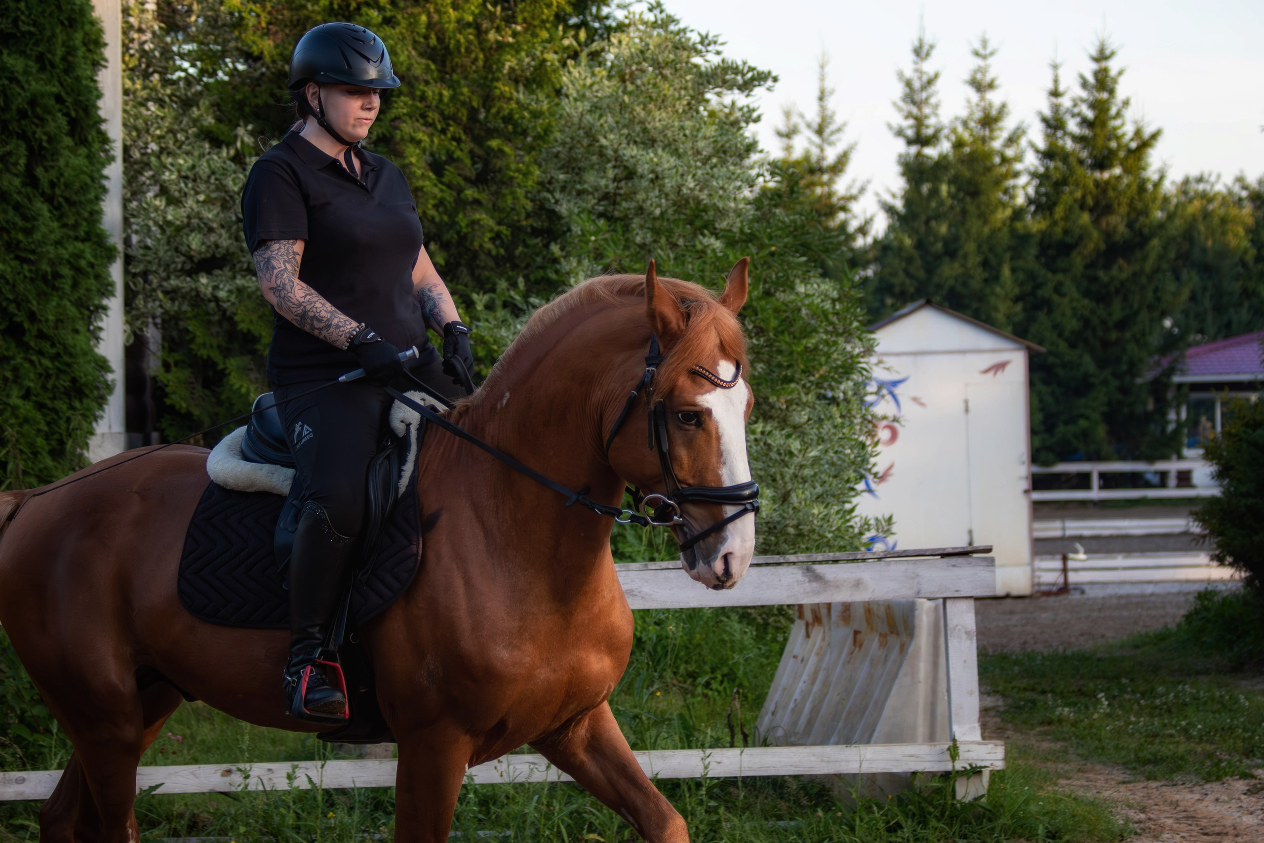 Таисия и Камелот. Фотограф анималист — Тула, Москва