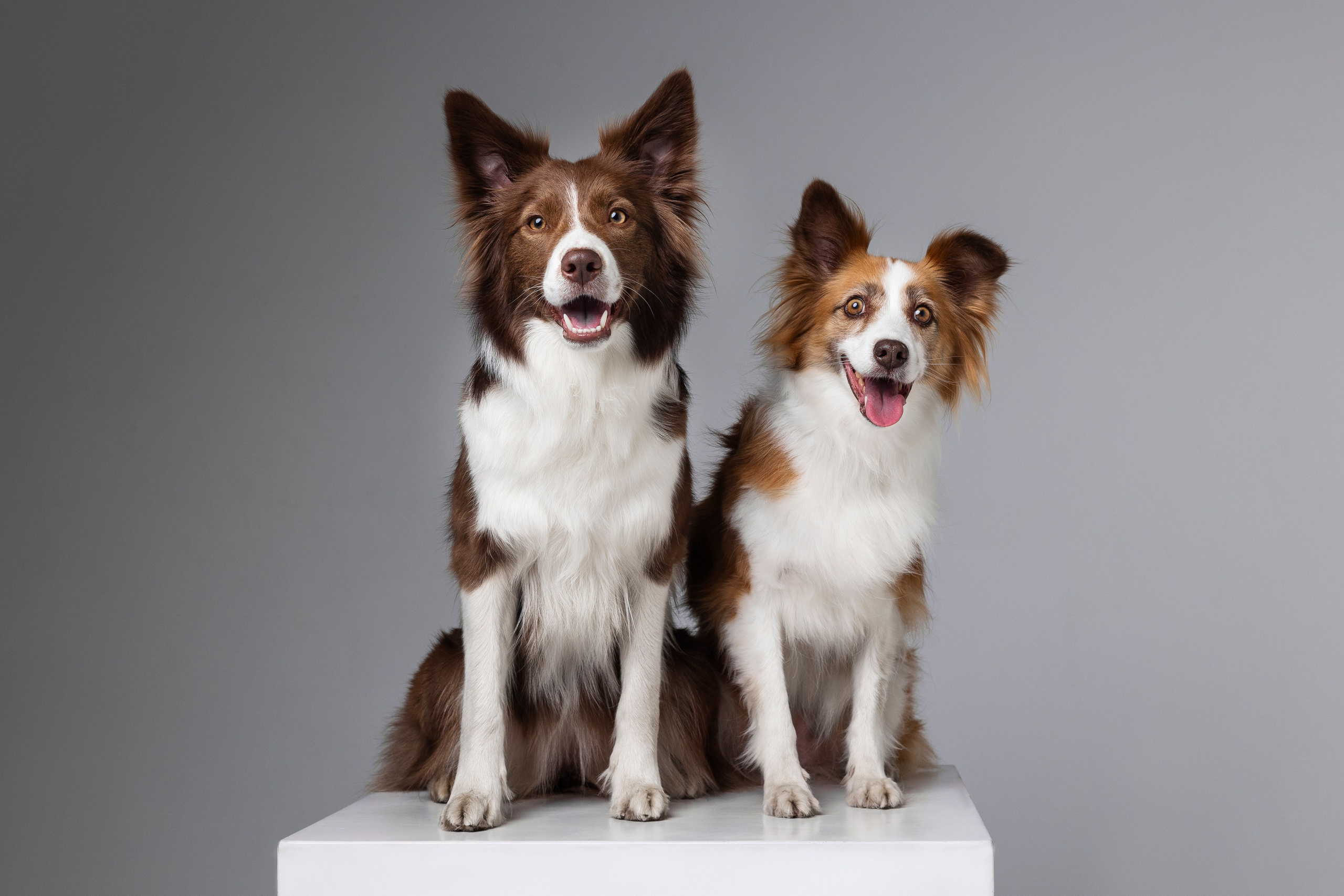 Беатрисс и бордер Вивьен в студии. Фотограф анималист в Москве Майорова Евгения