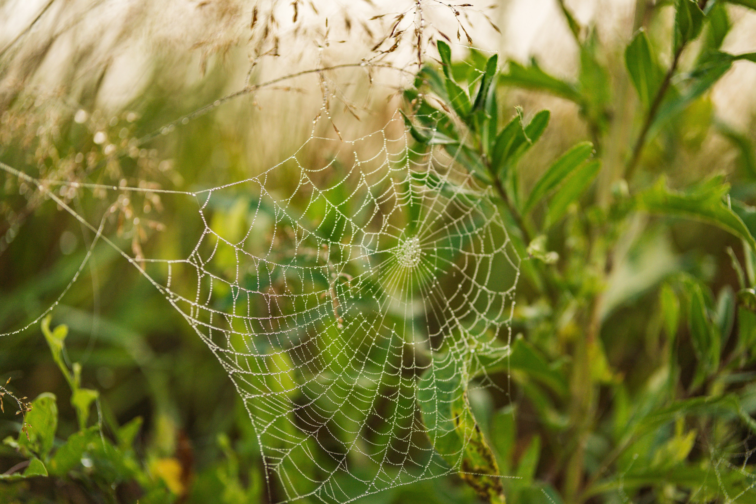 Утро августа. Фотограф в Ветлуге Сергей Белов (VETLUGA B.S.)